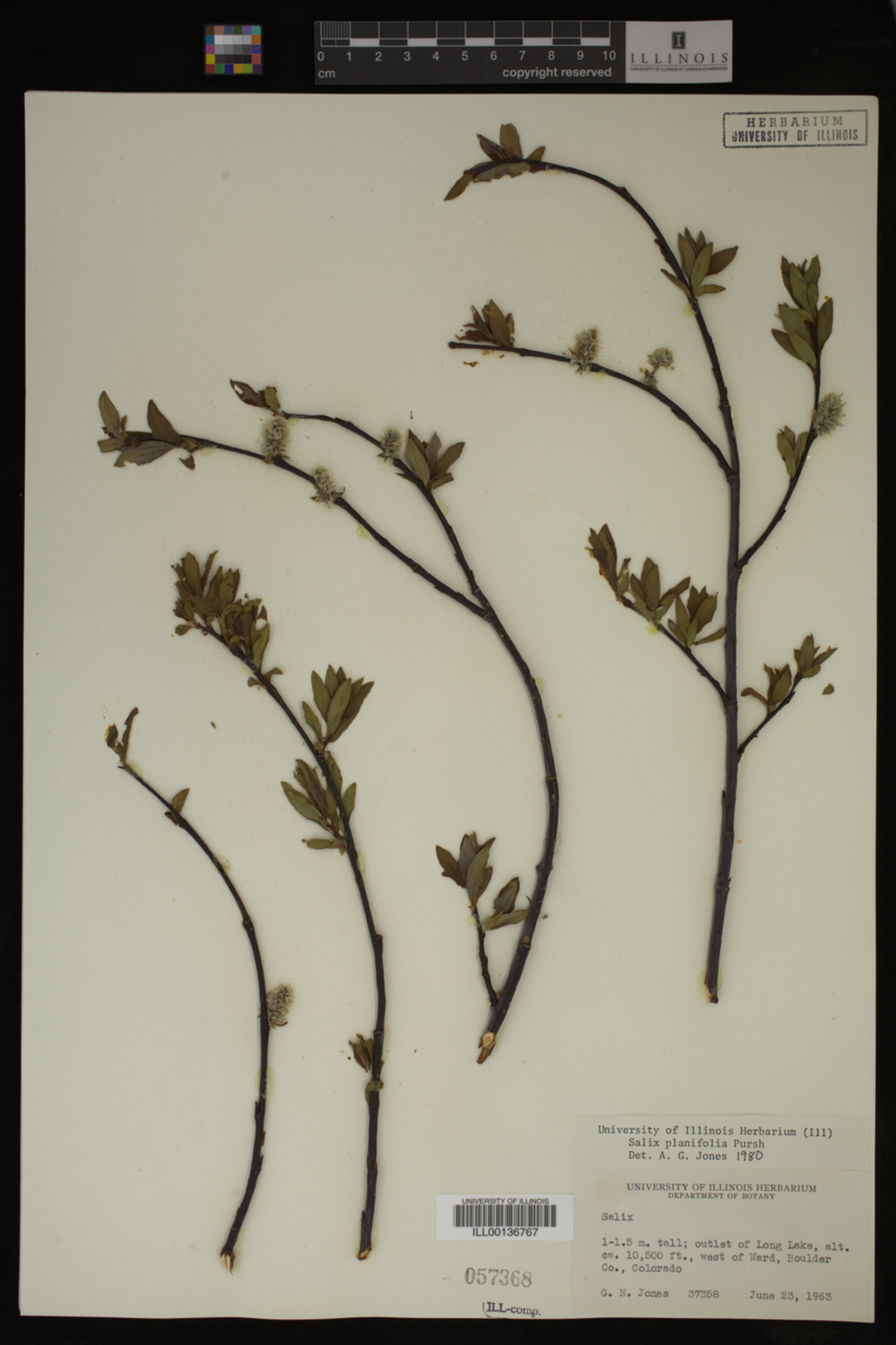 Salix planifolia image