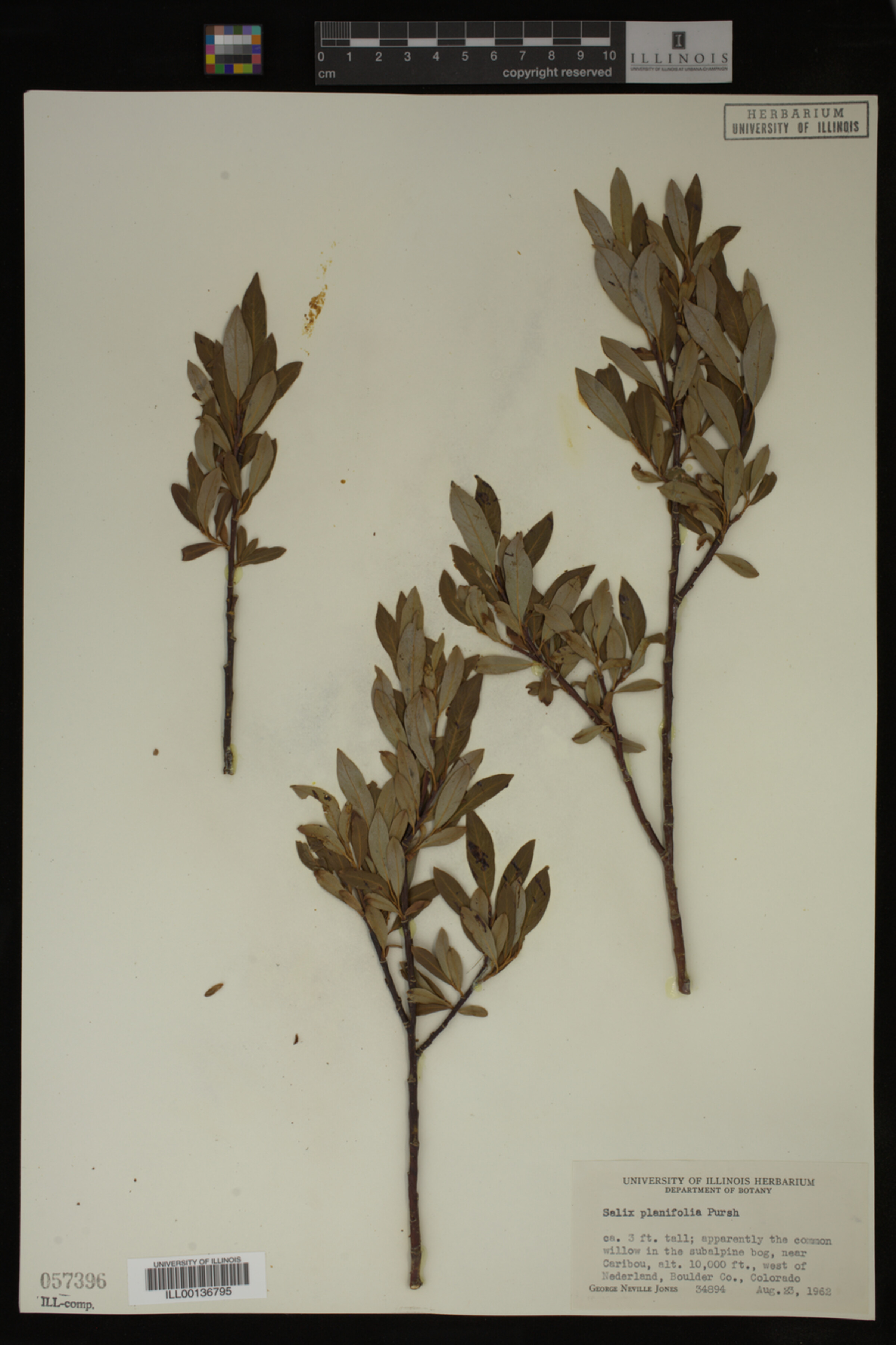 Salix planifolia image
