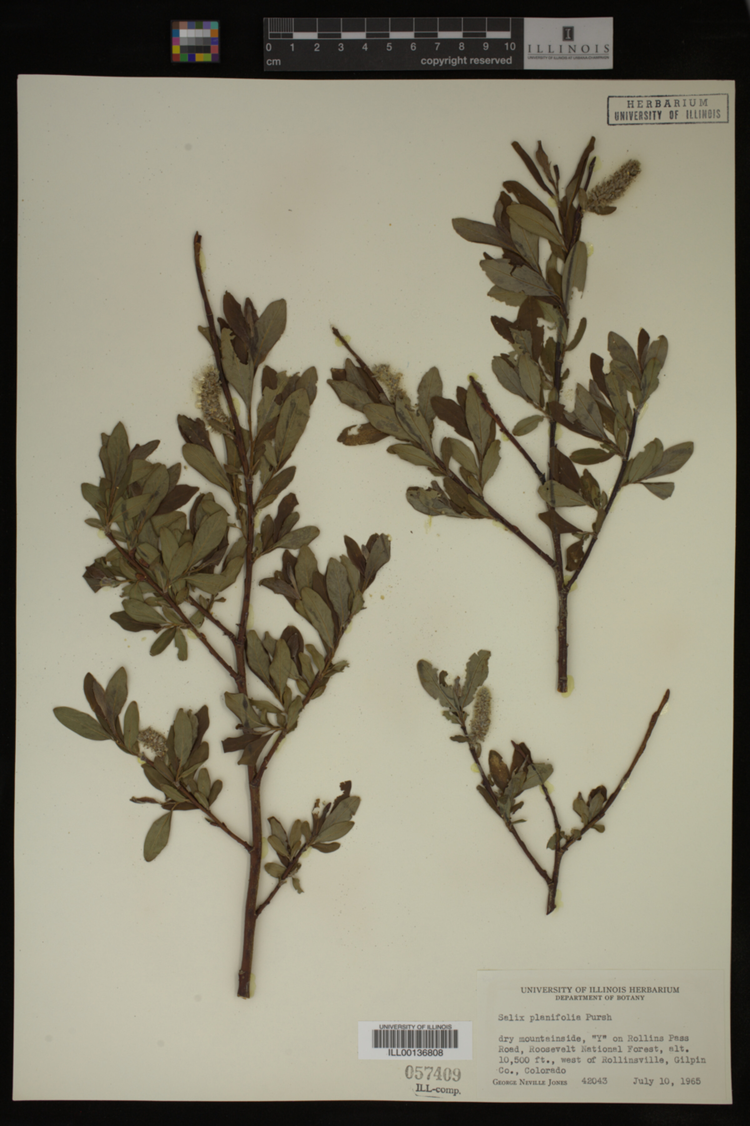 Salix planifolia image