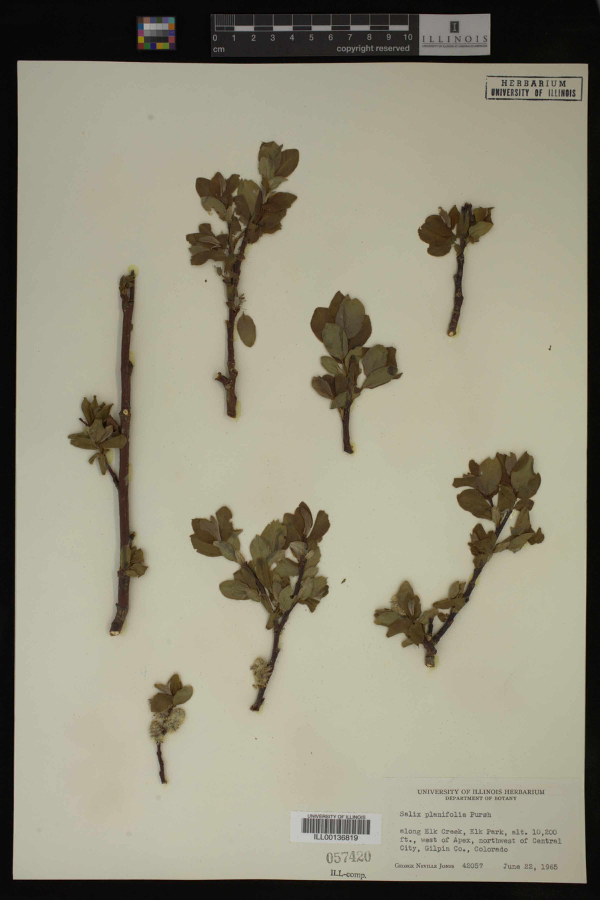 Salix planifolia image