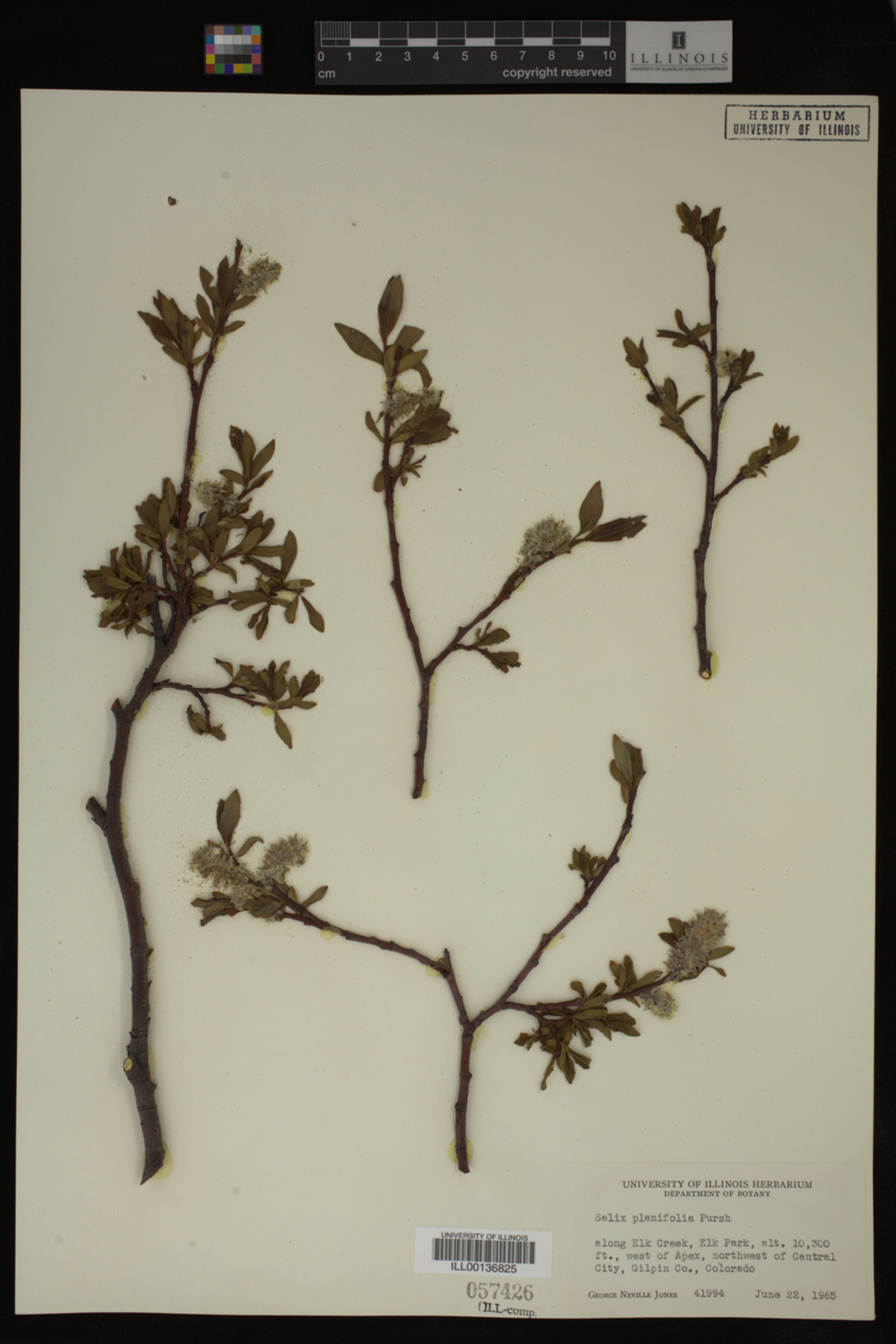 Salix planifolia image
