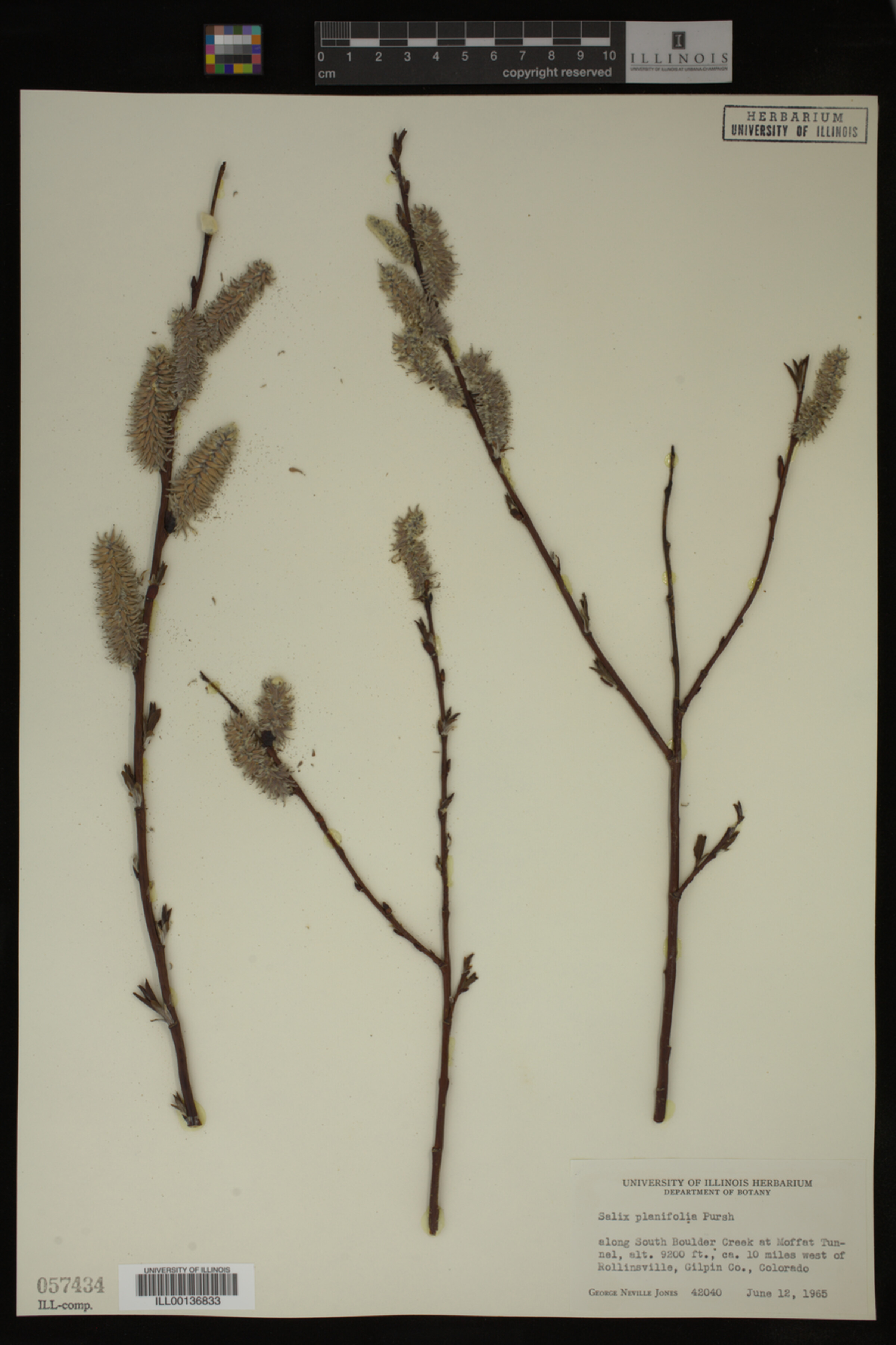Salix planifolia image