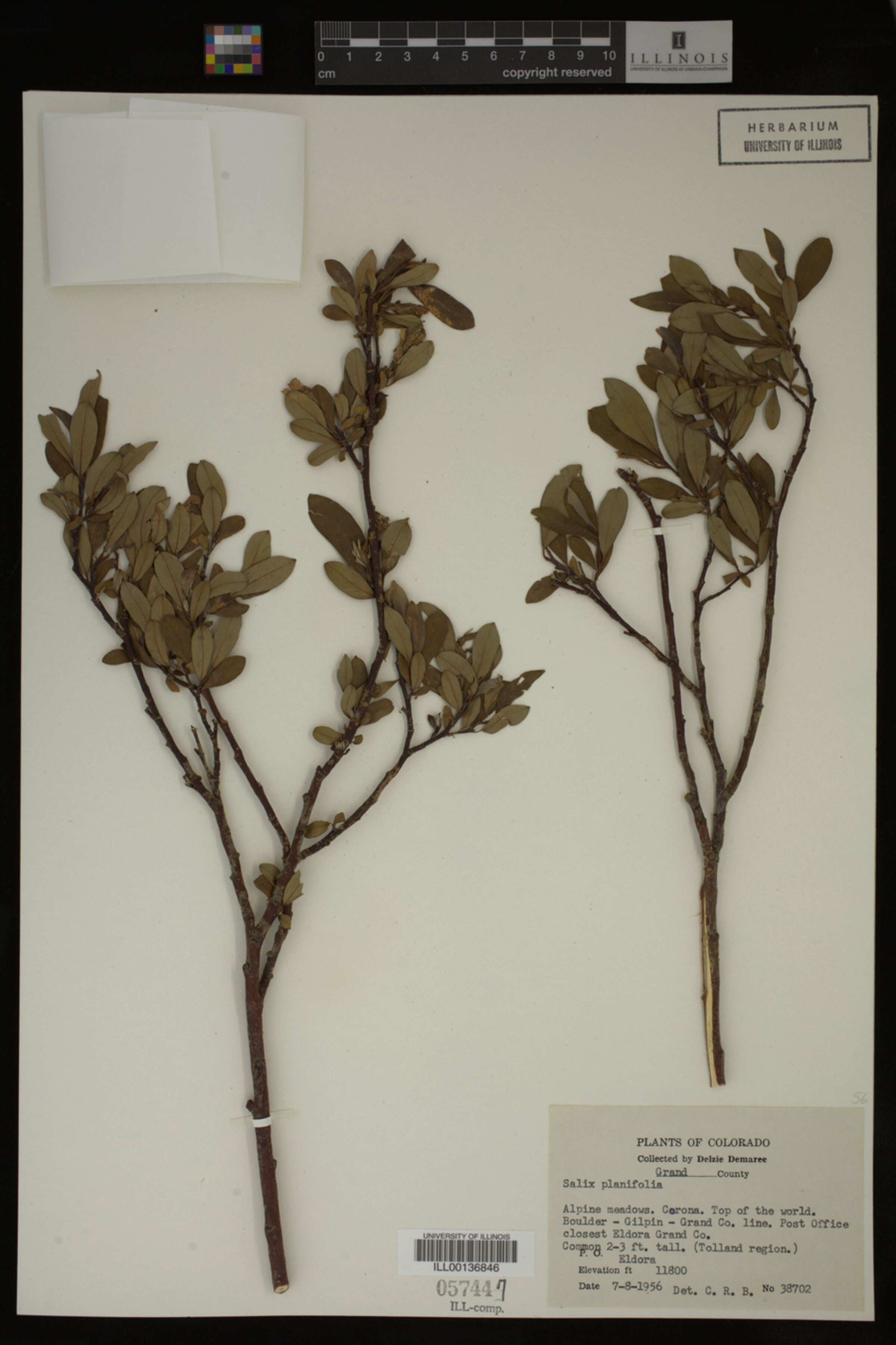 Salix planifolia image
