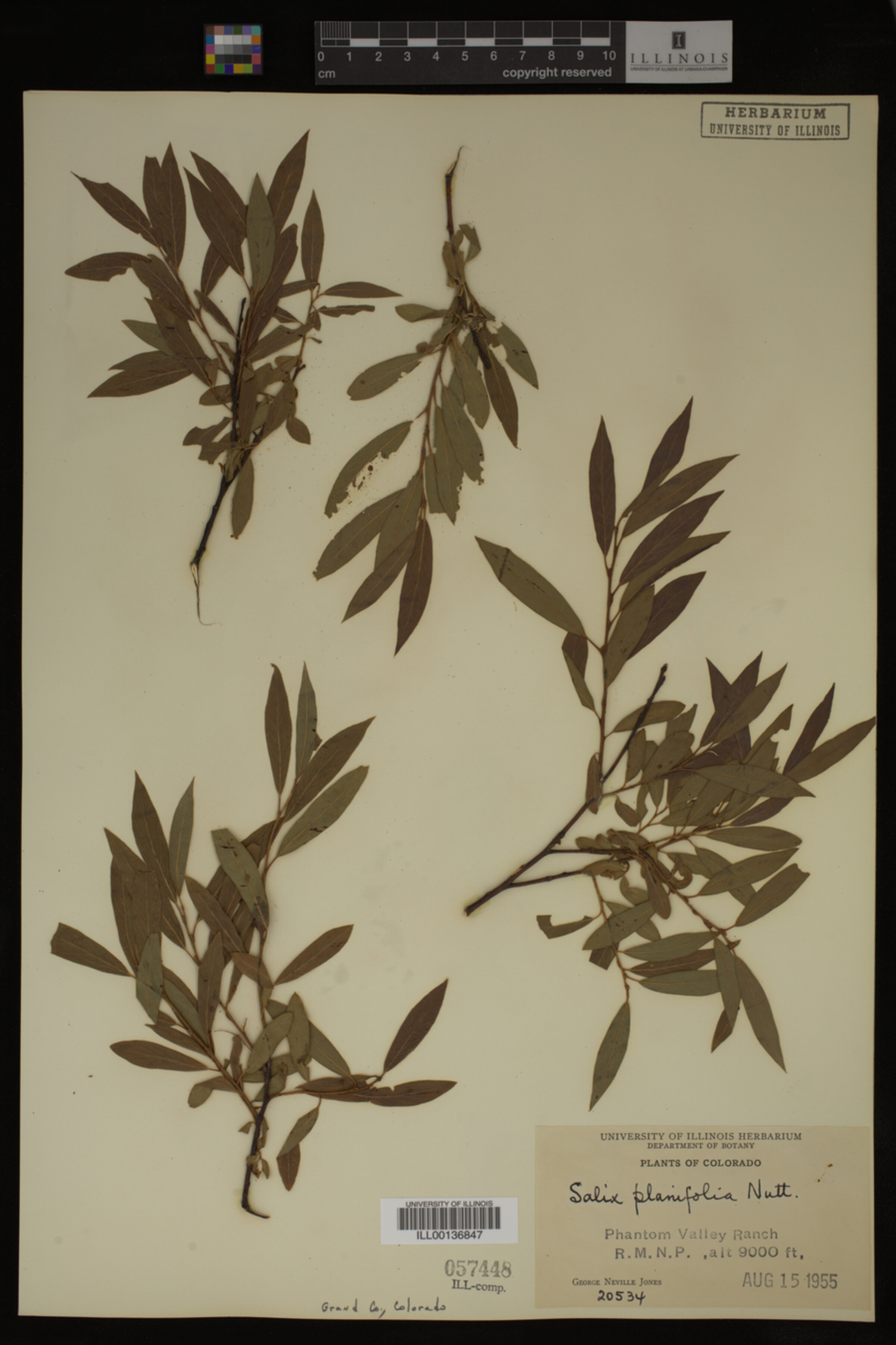 Salix planifolia image
