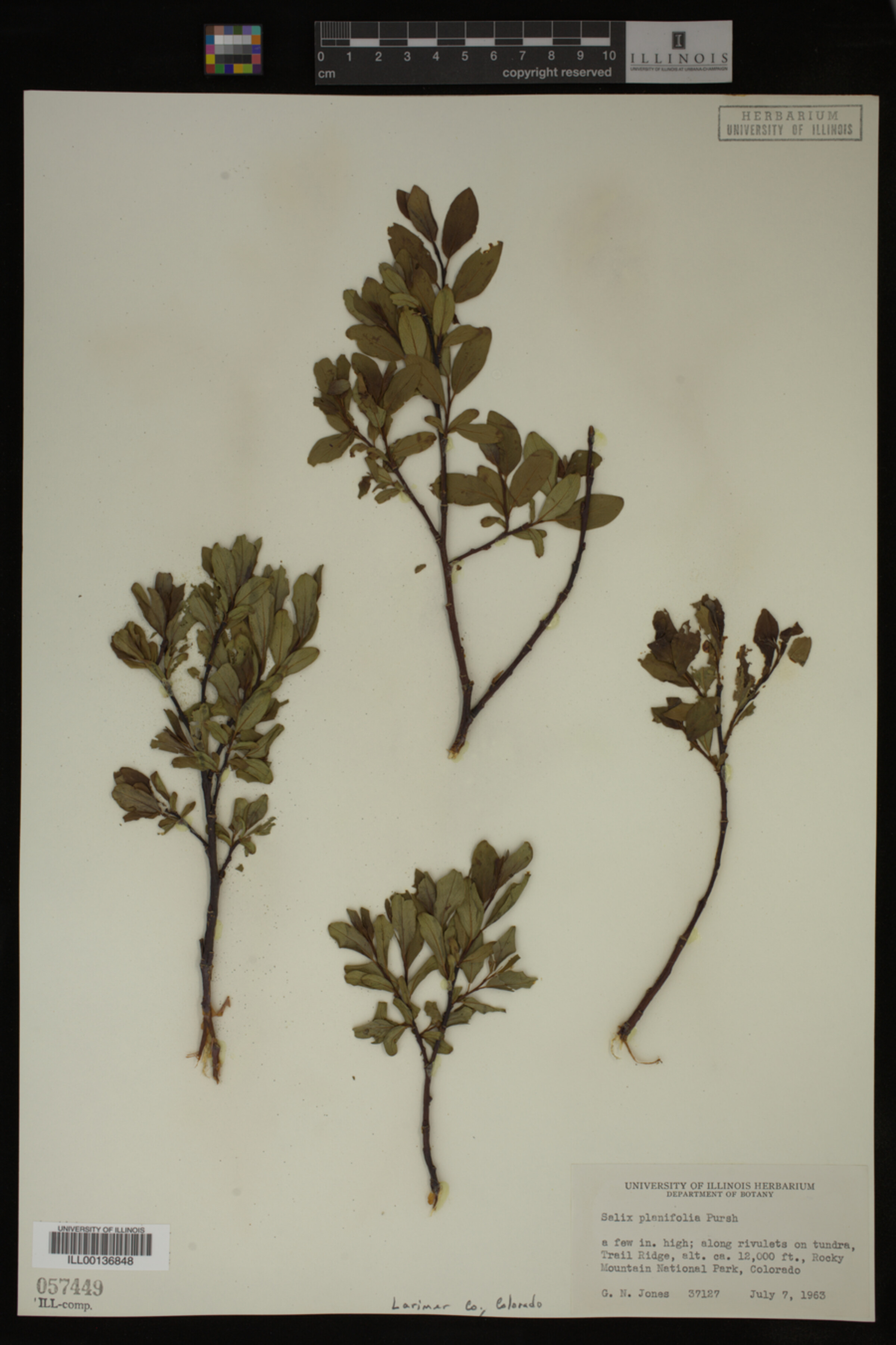 Salix planifolia image