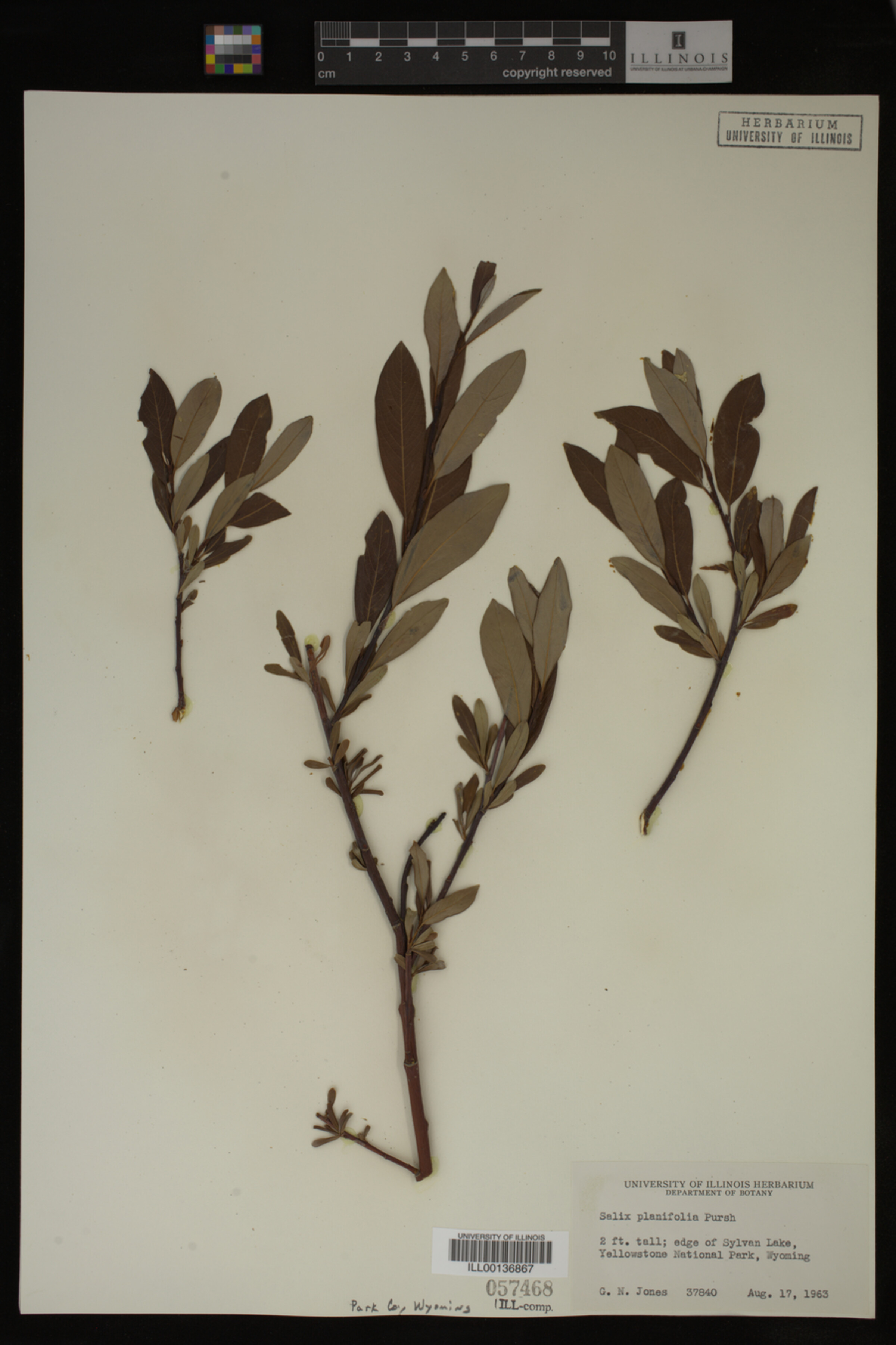 Salix planifolia image