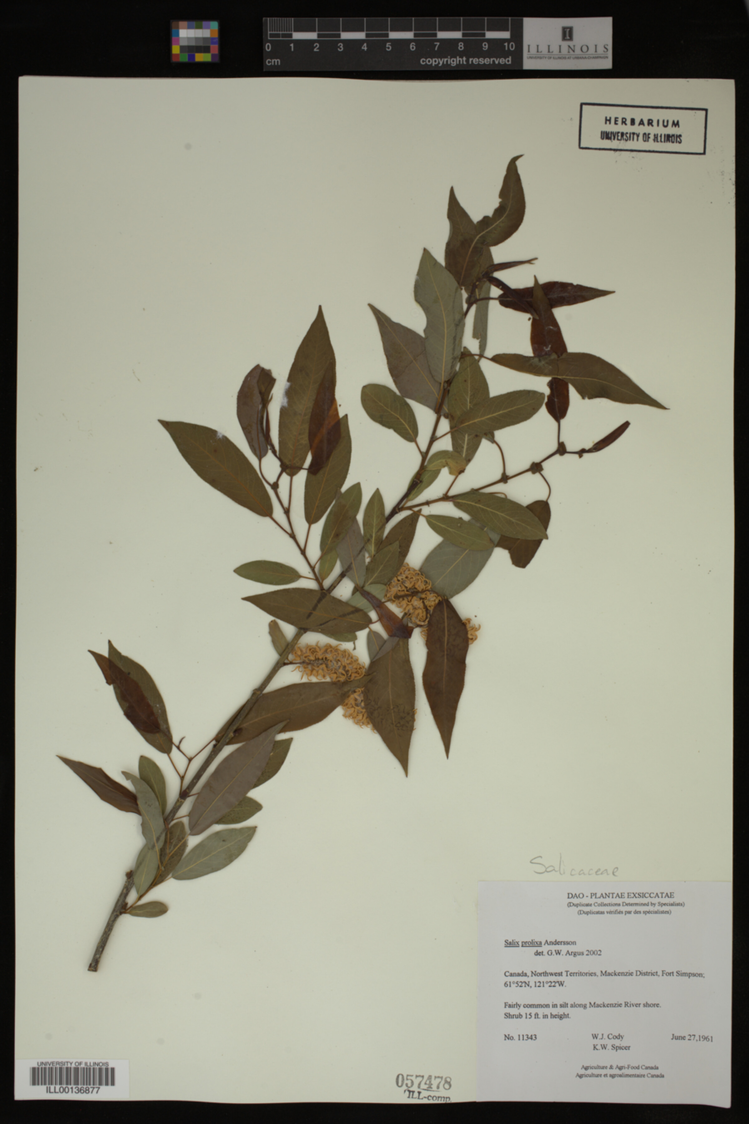 Salix prolixa image