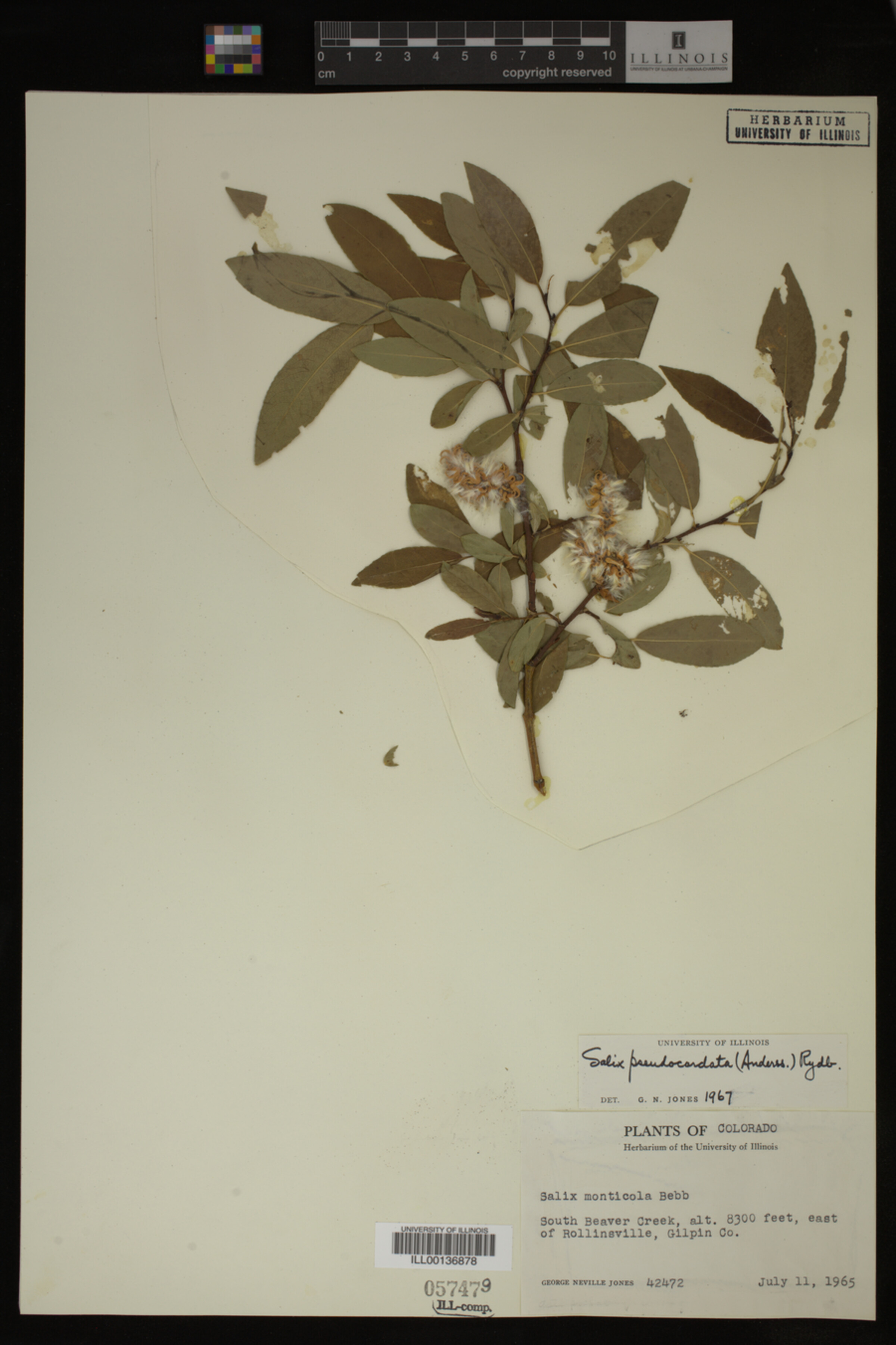 Salix pseudocordata image