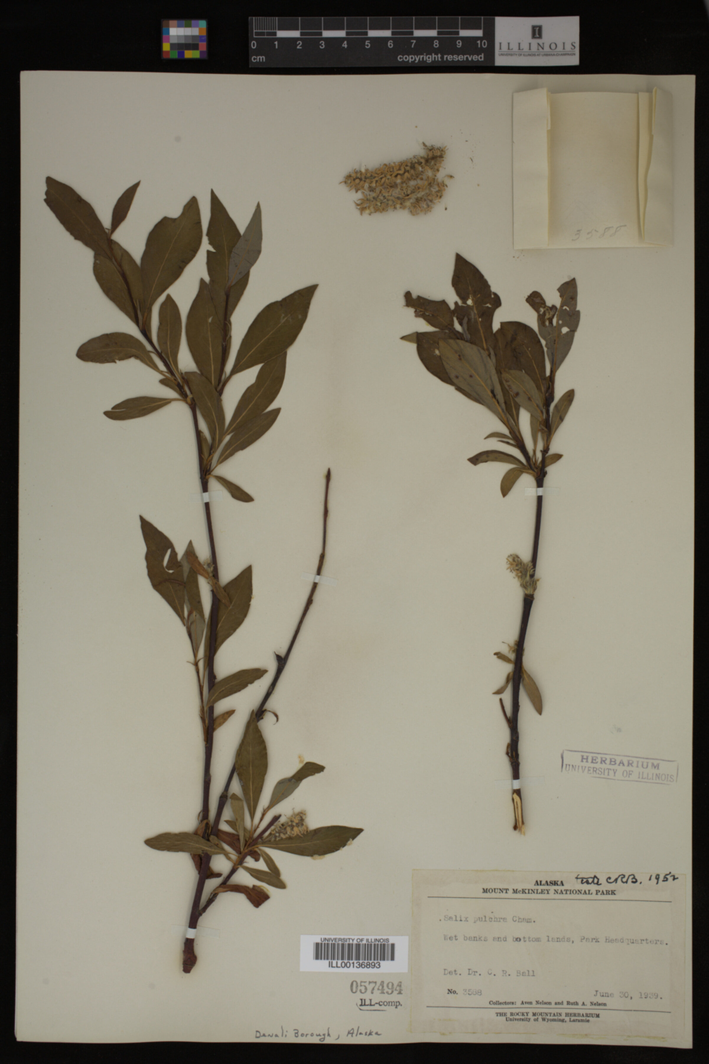 Salix pulchra image