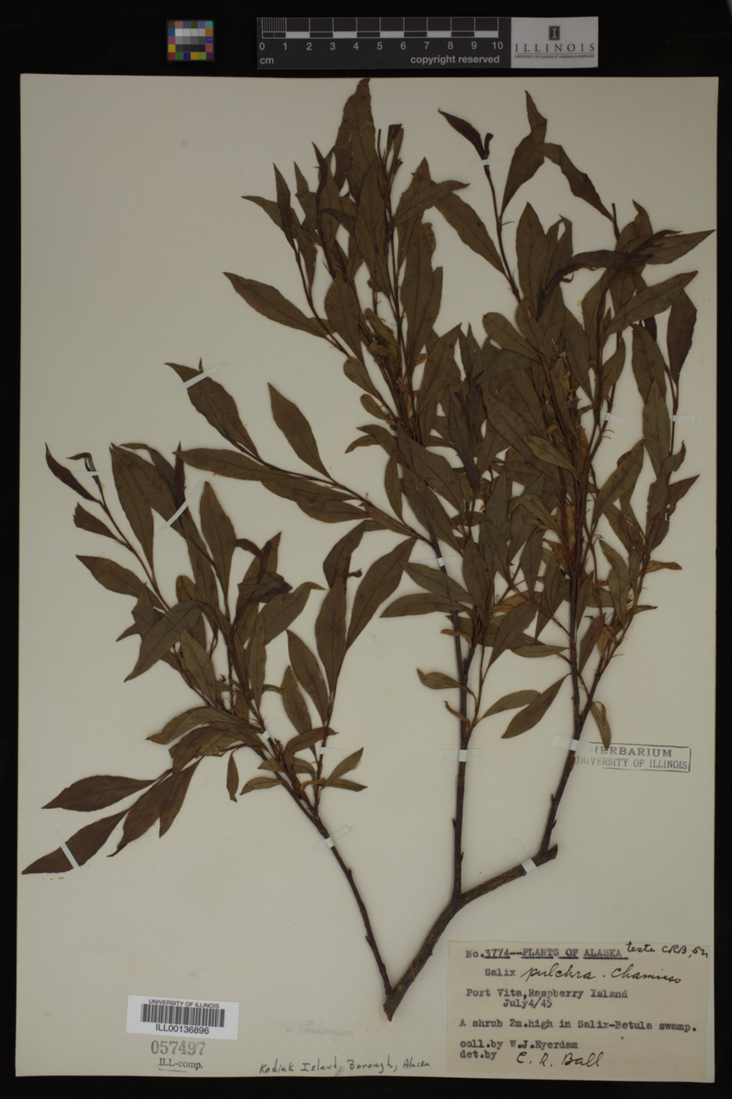 Salix pulchra image