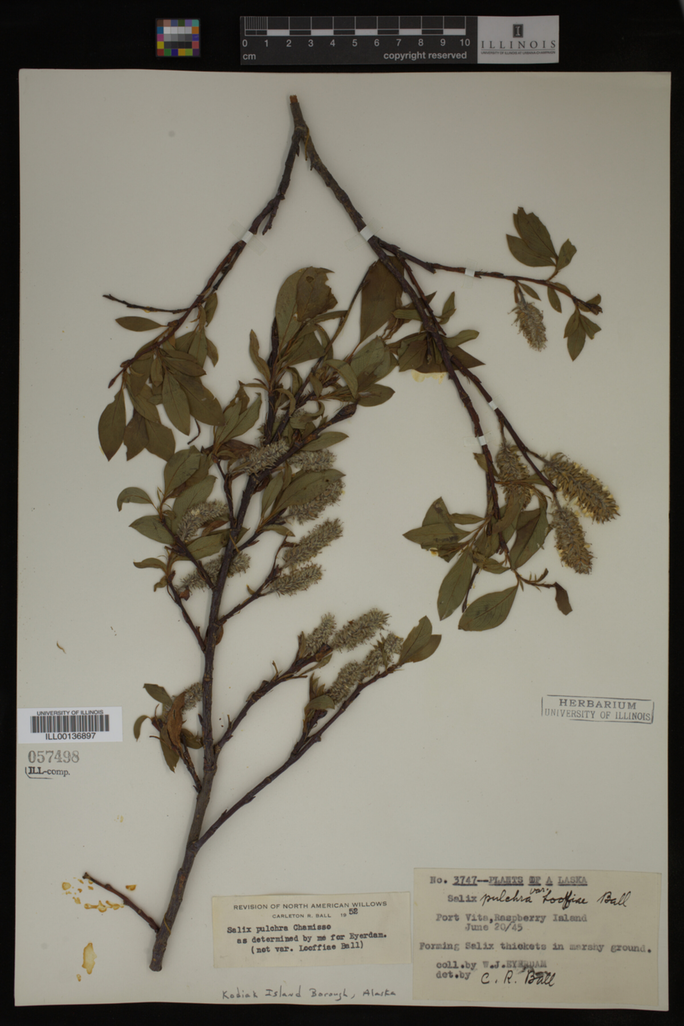 Salix pulchra image