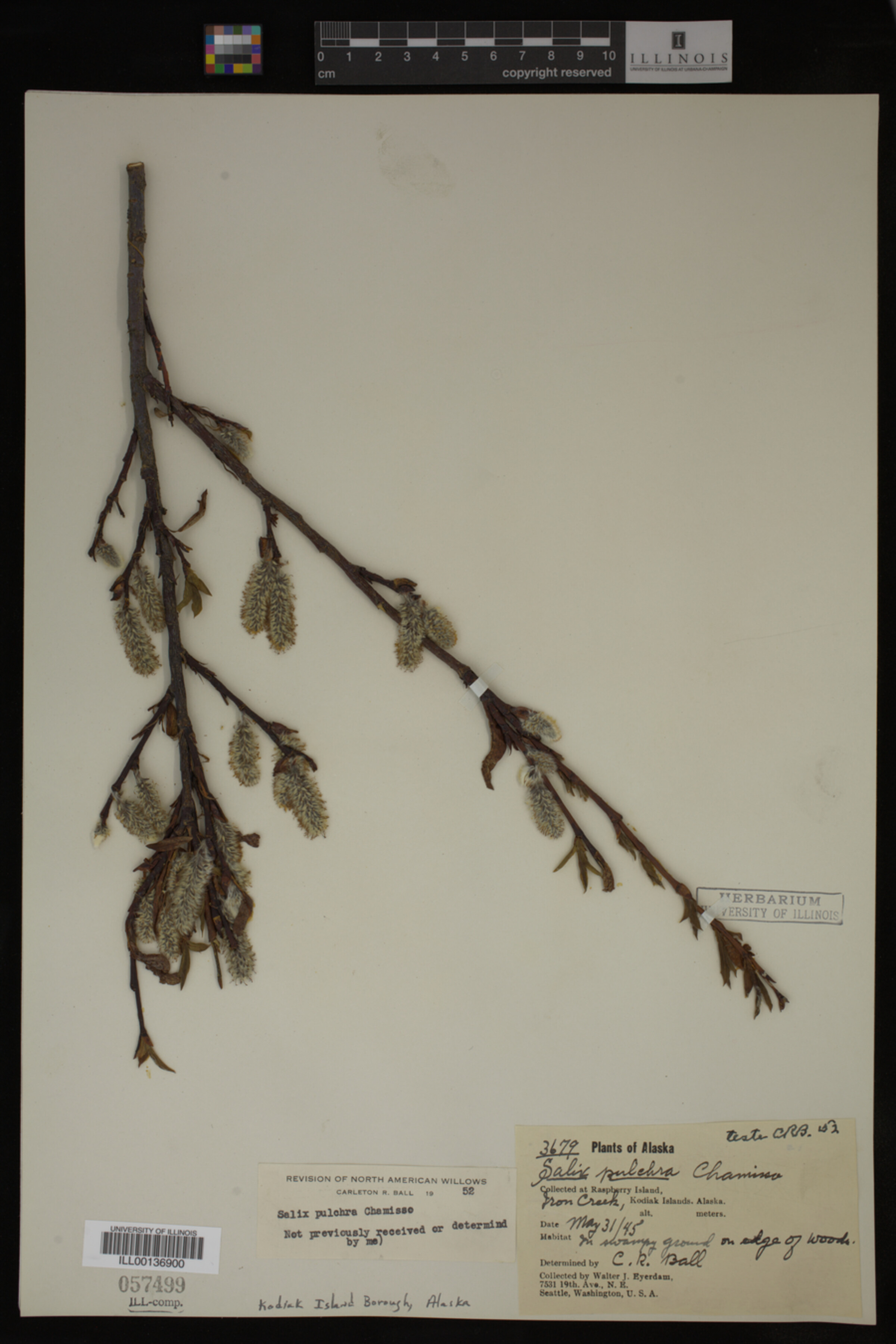 Salix pulchra image