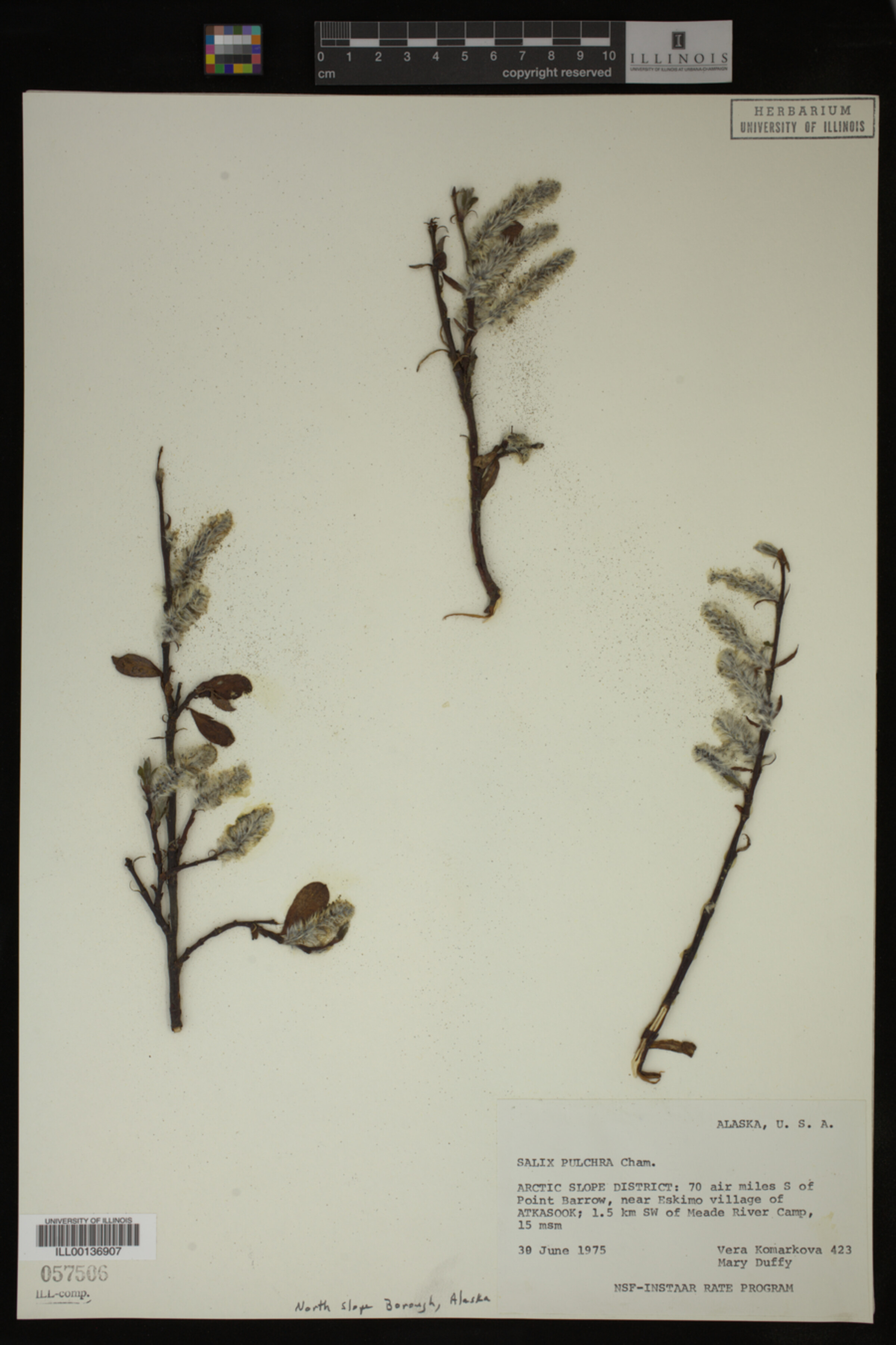 Salix pulchra image