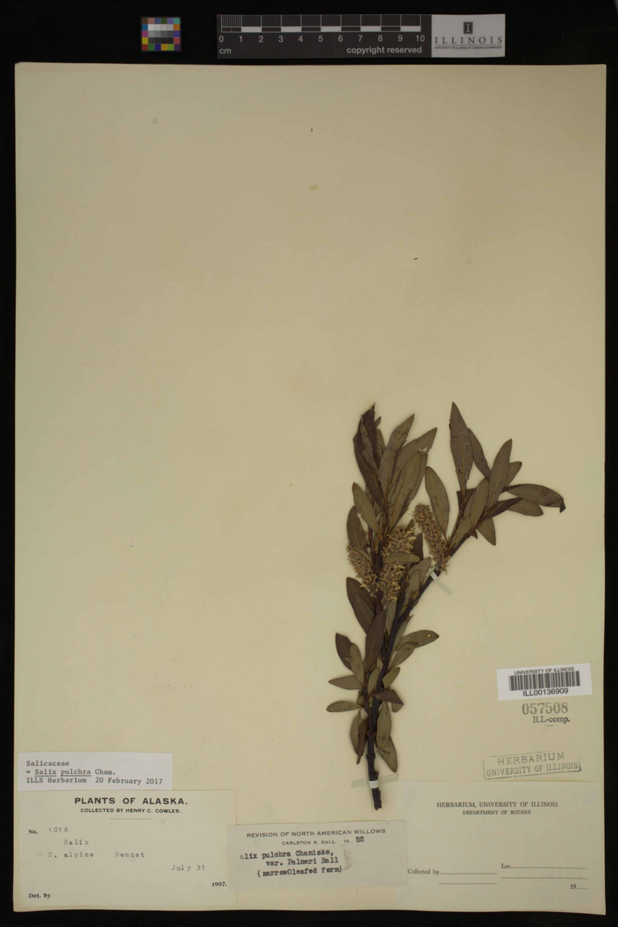 Salix pulchra image