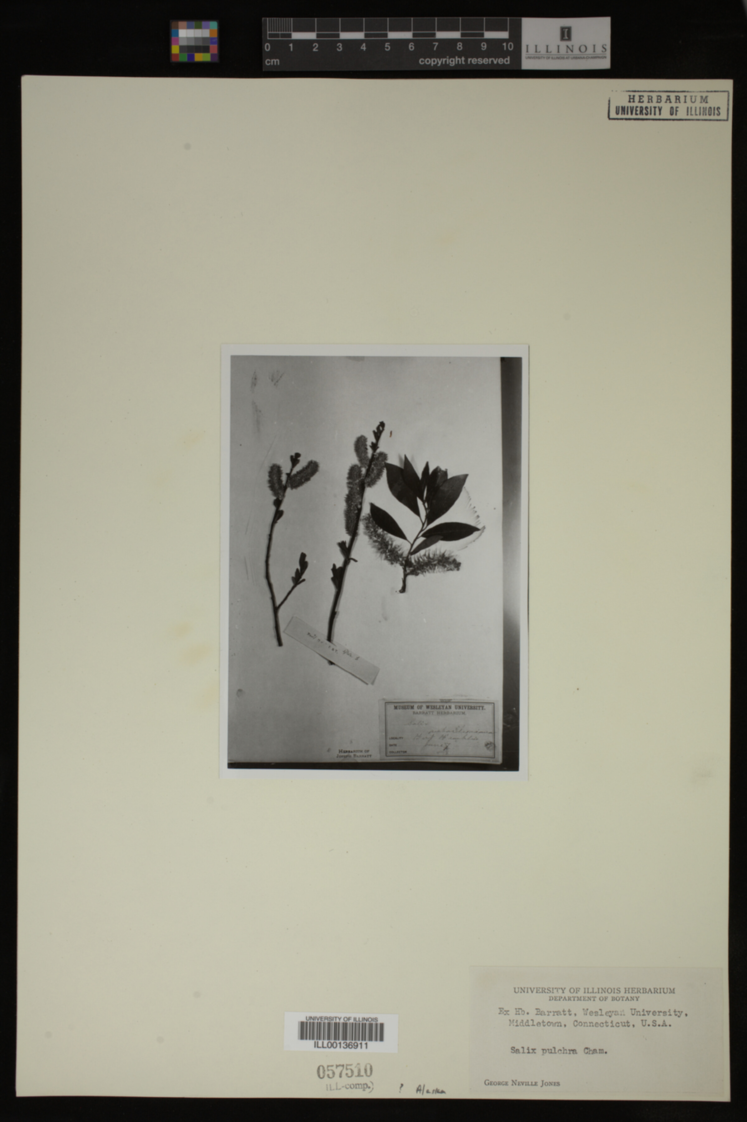 Salix pulchra image