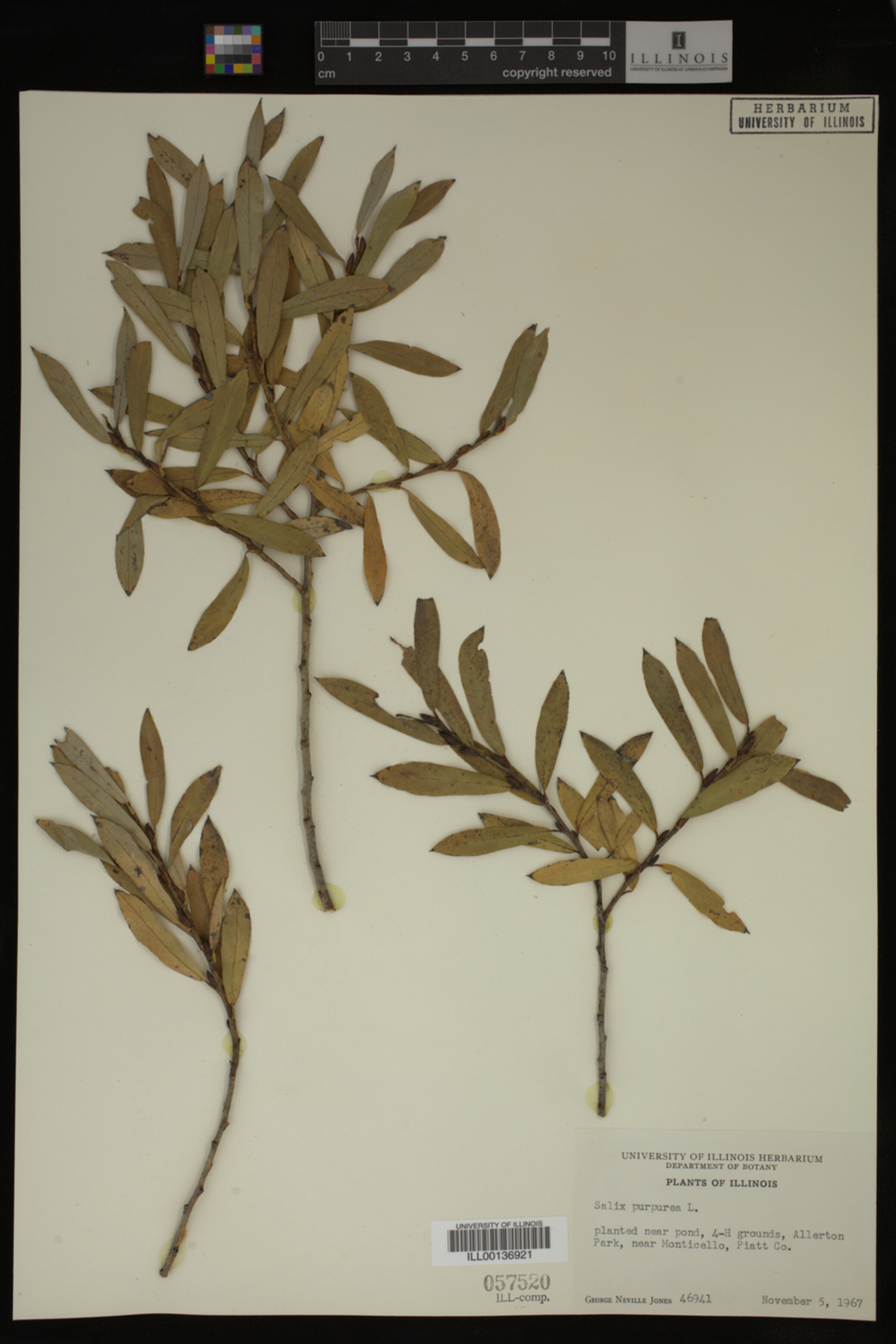 Salix purpurea image