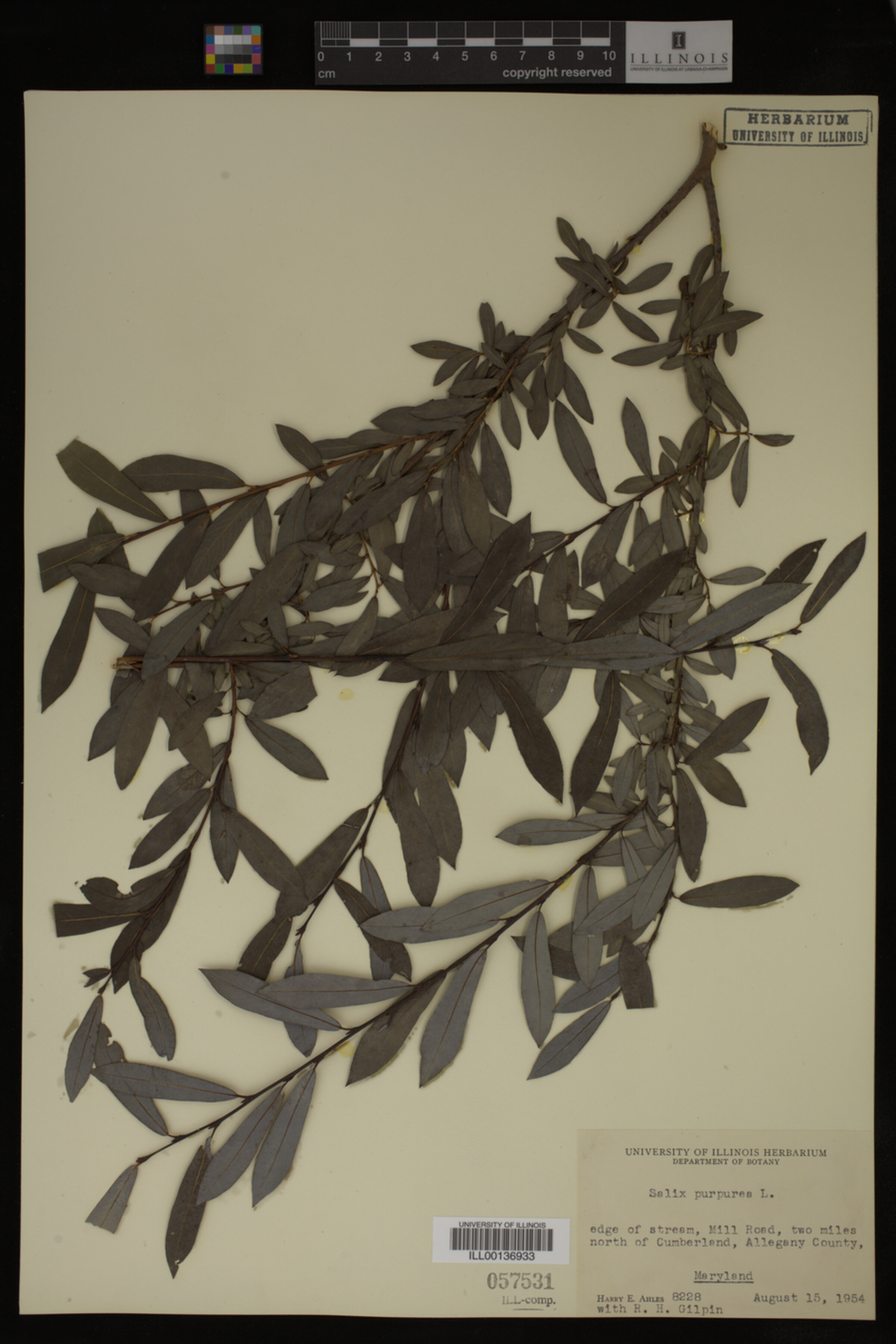Salix purpurea image