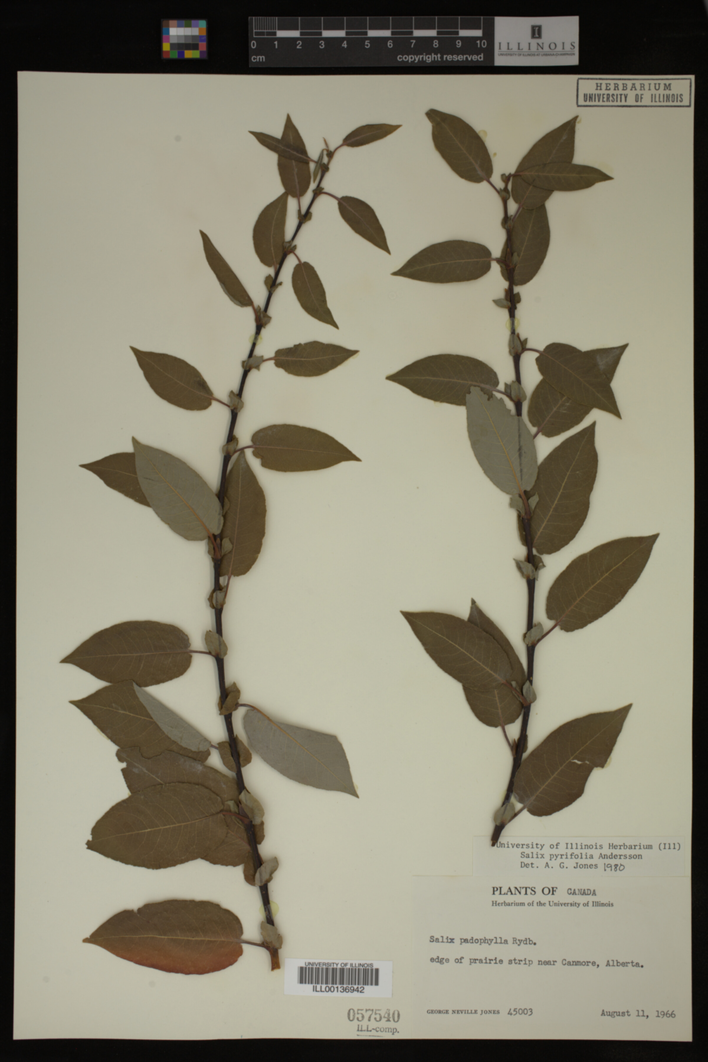 Salix pyrifolia image