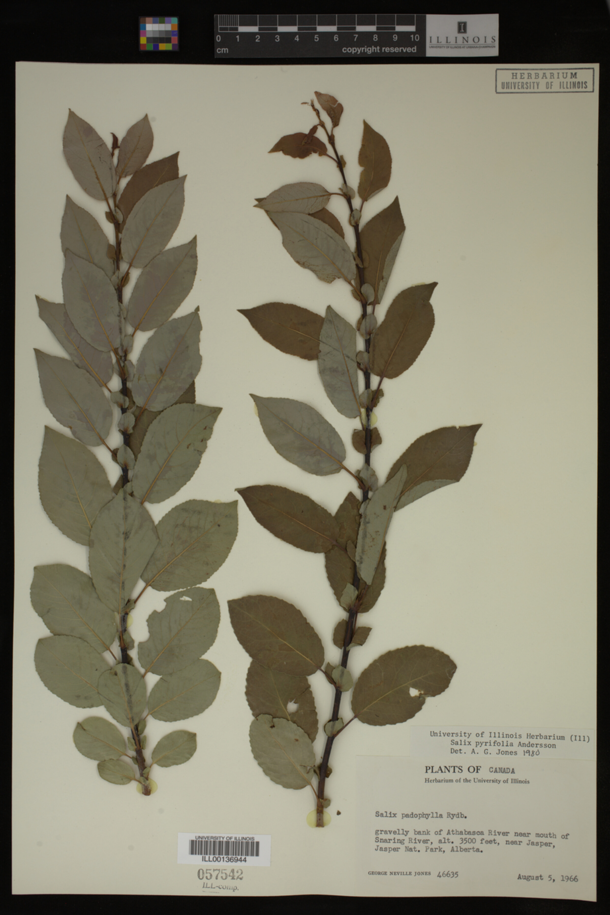 Salix pyrifolia image
