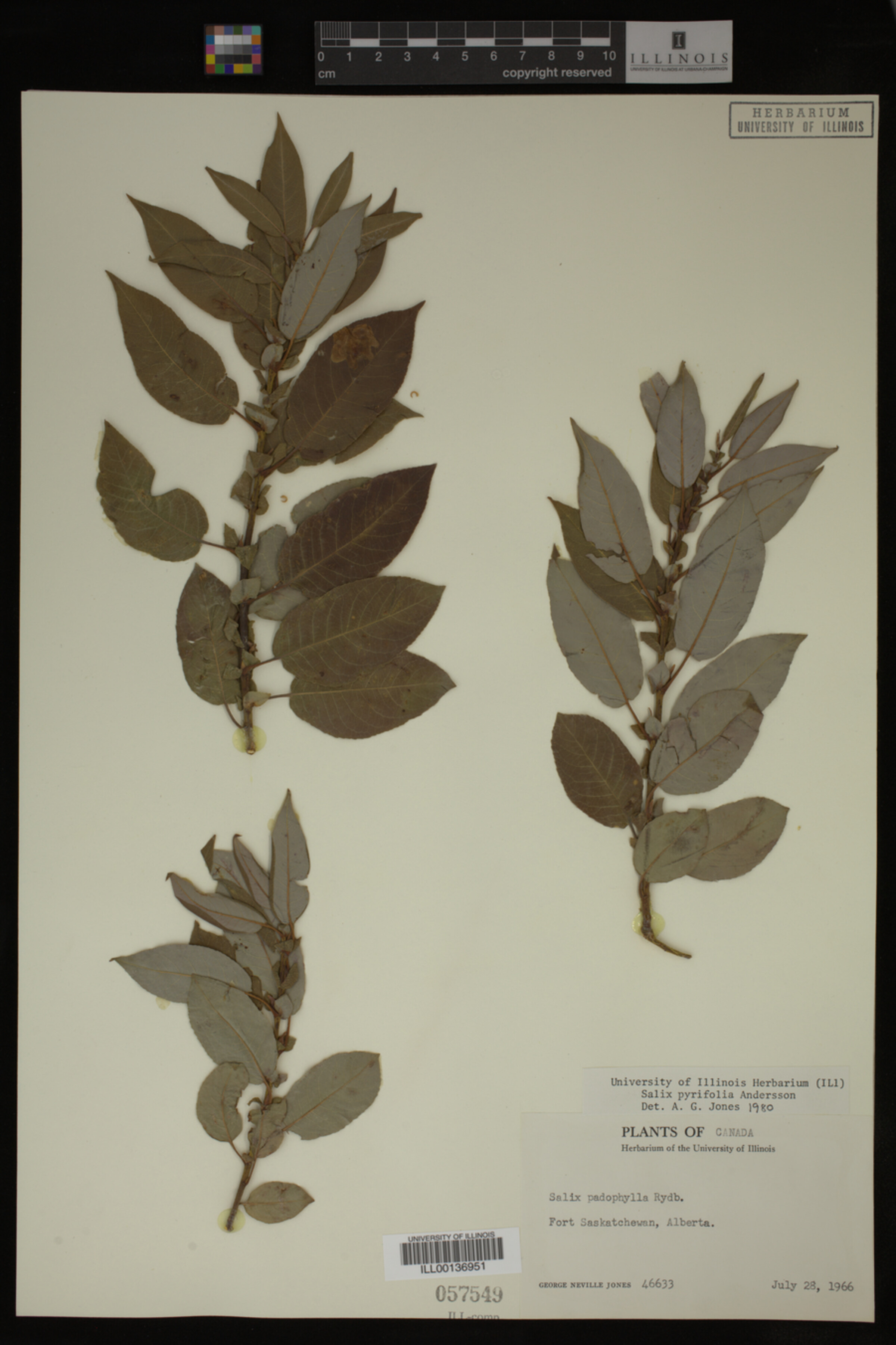 Salix pyrifolia image