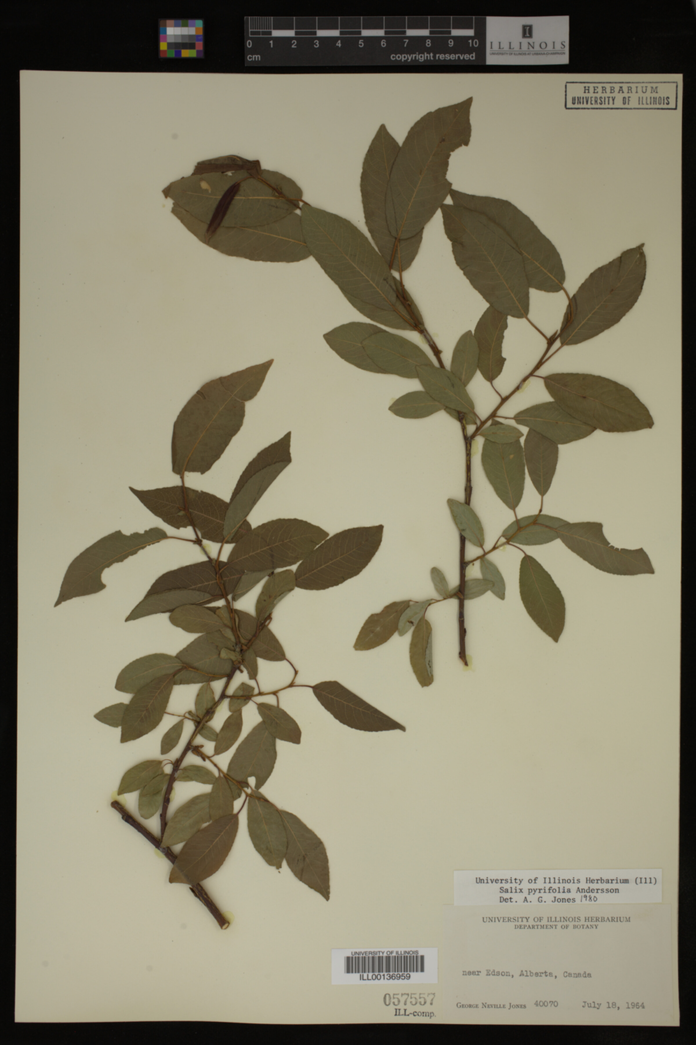 Salix pyrifolia image