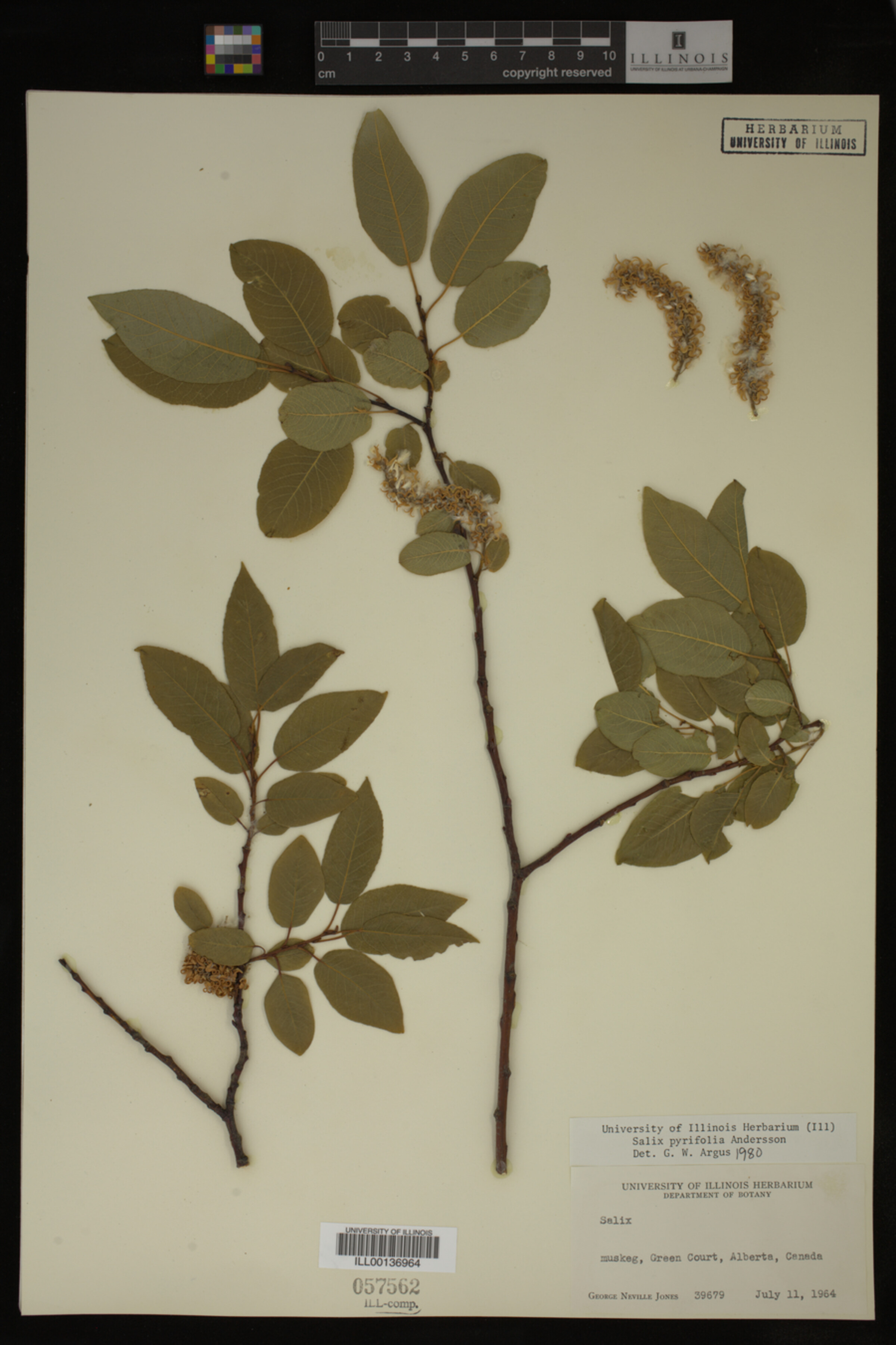 Salix pyrifolia image