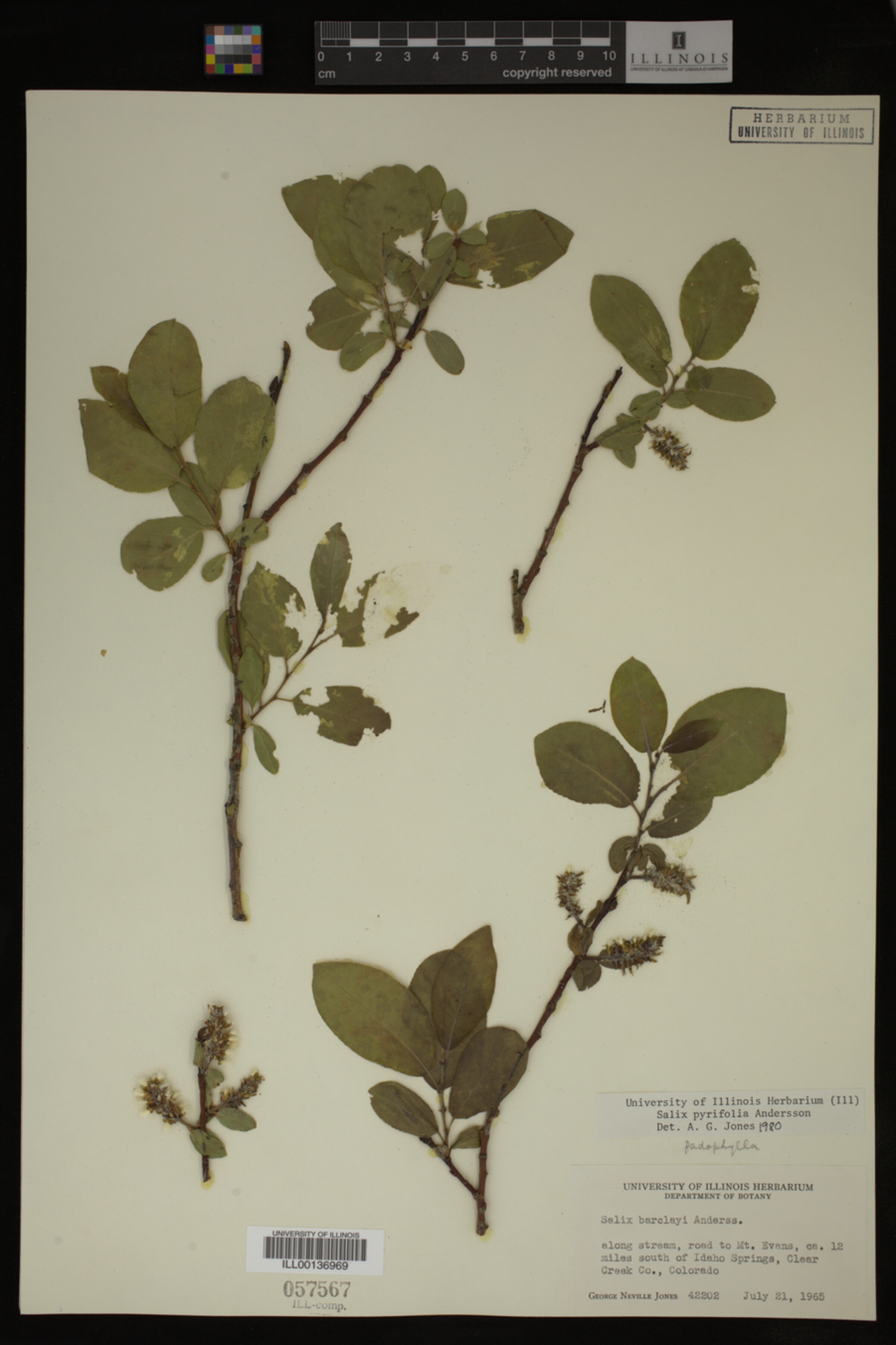 Salix pyrifolia image
