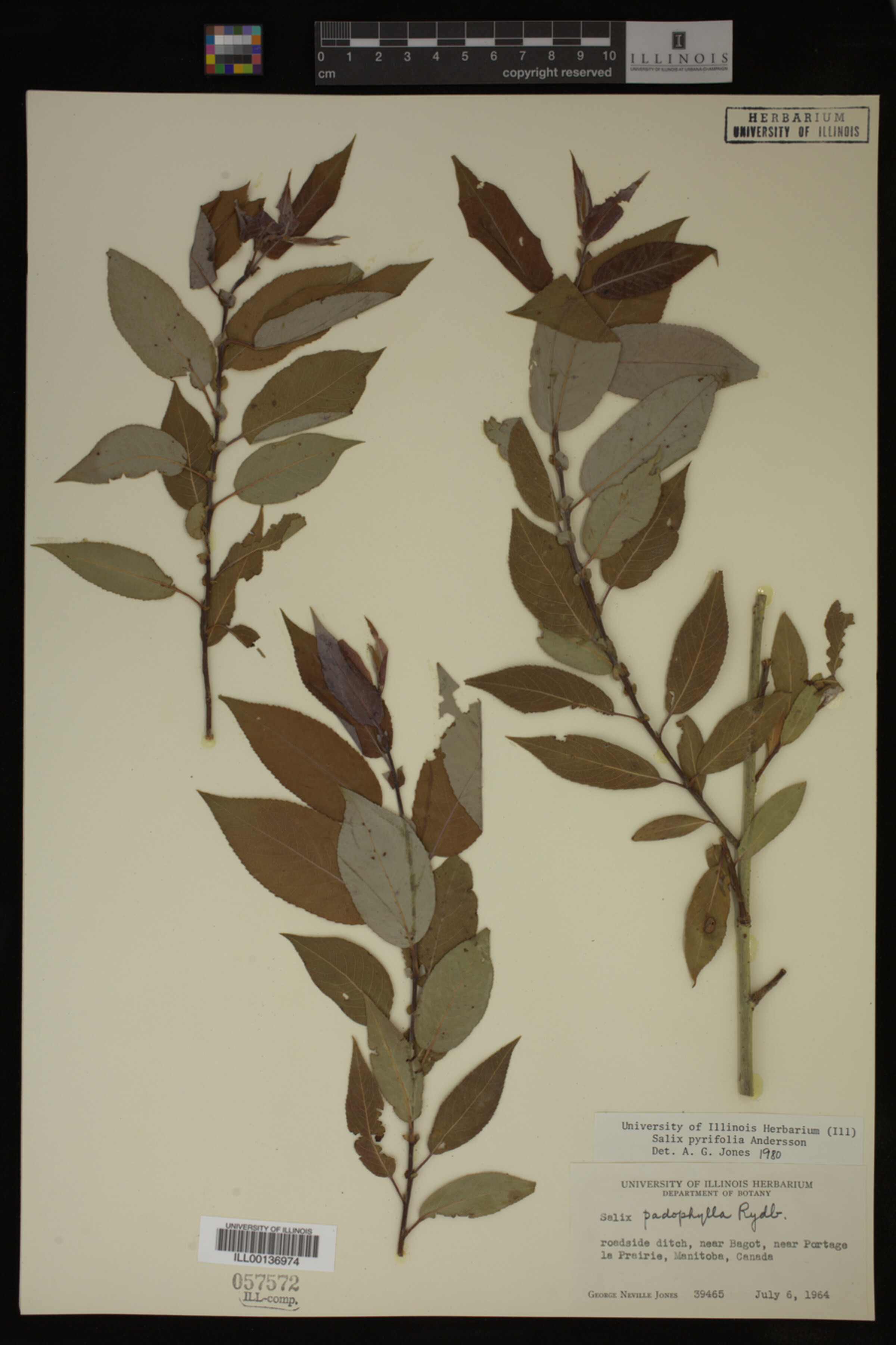 Salix pyrifolia image