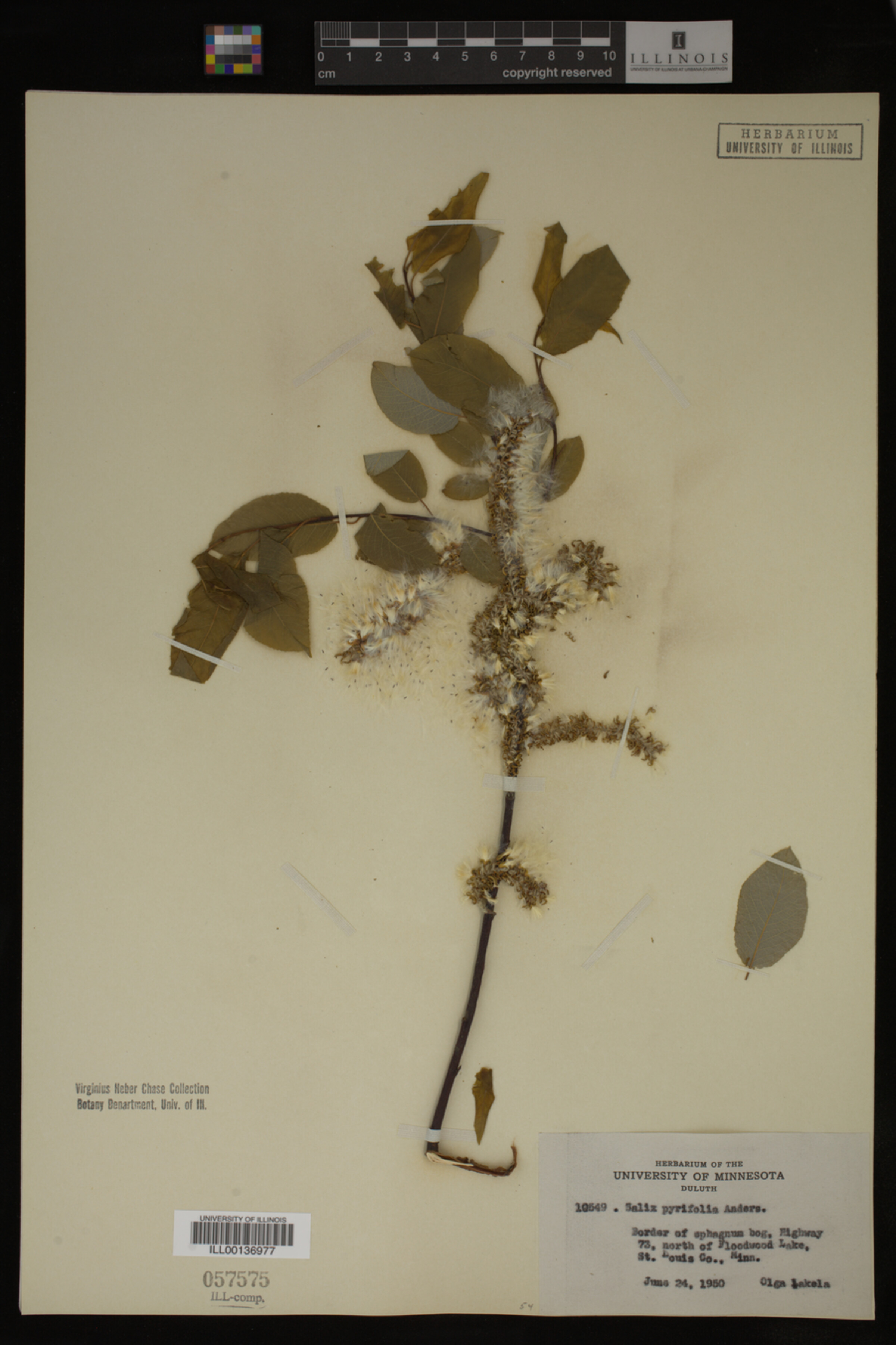 Salix pyrifolia image
