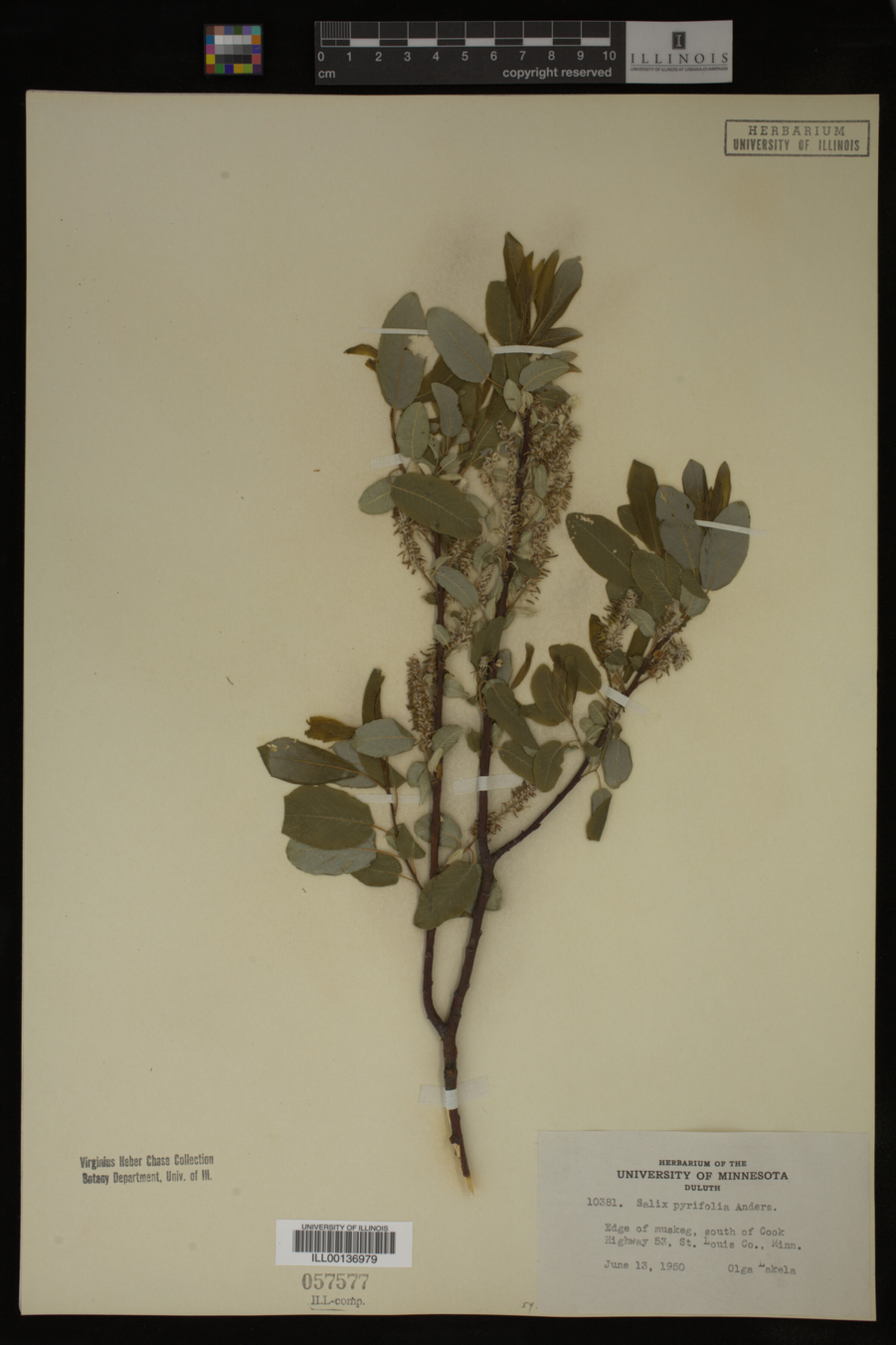 Salix pyrifolia image