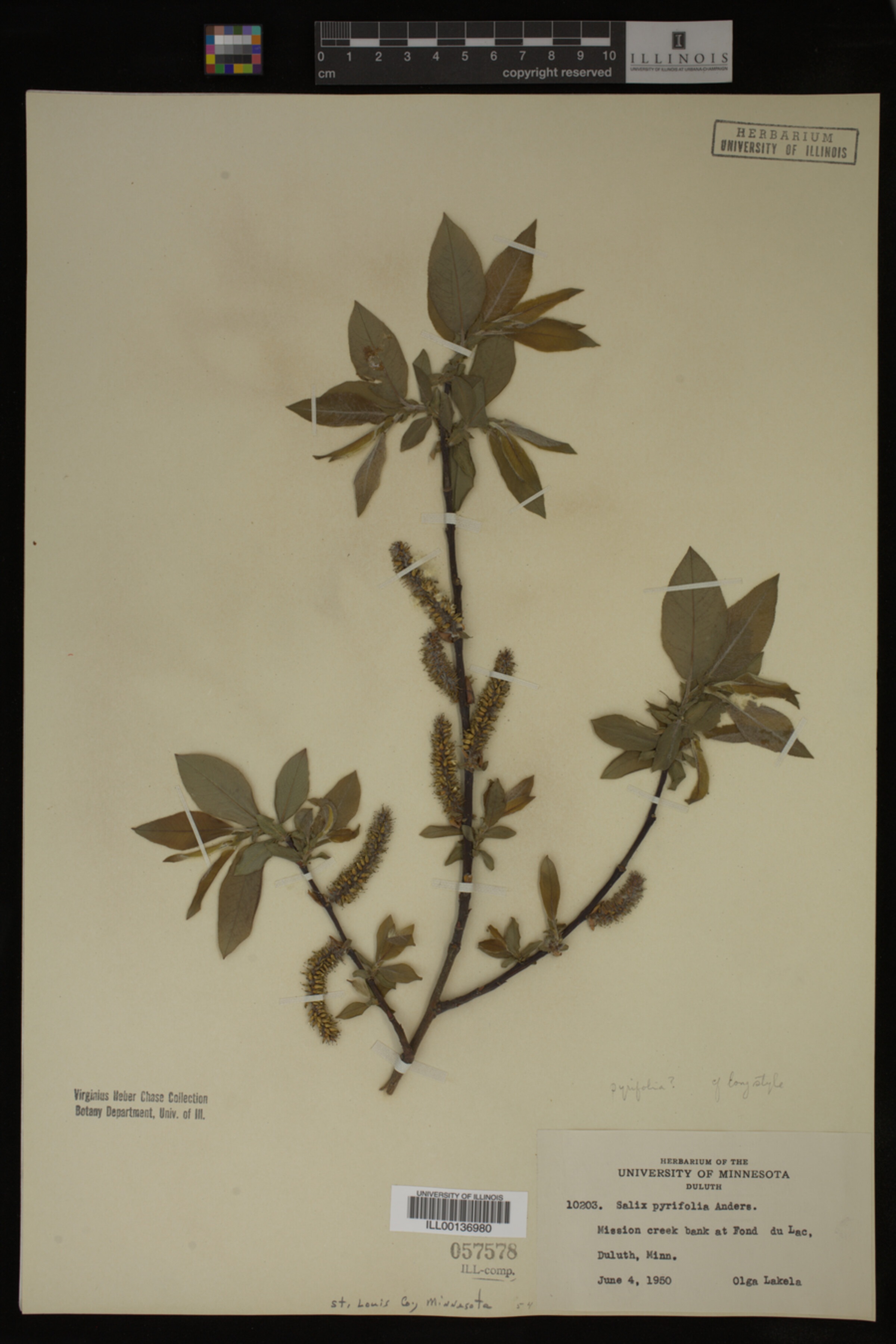 Salix pyrifolia image