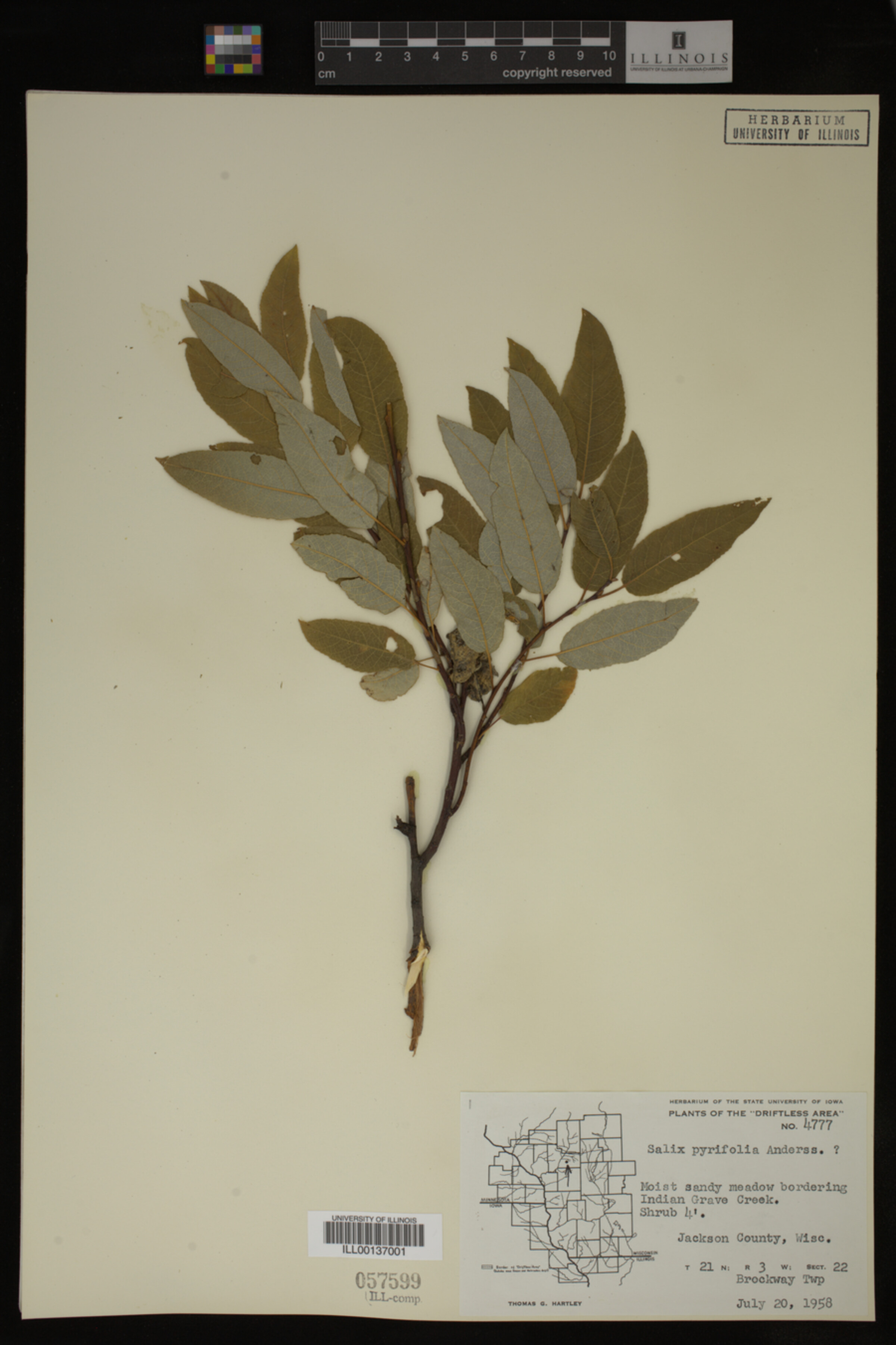 Salix pyrifolia image