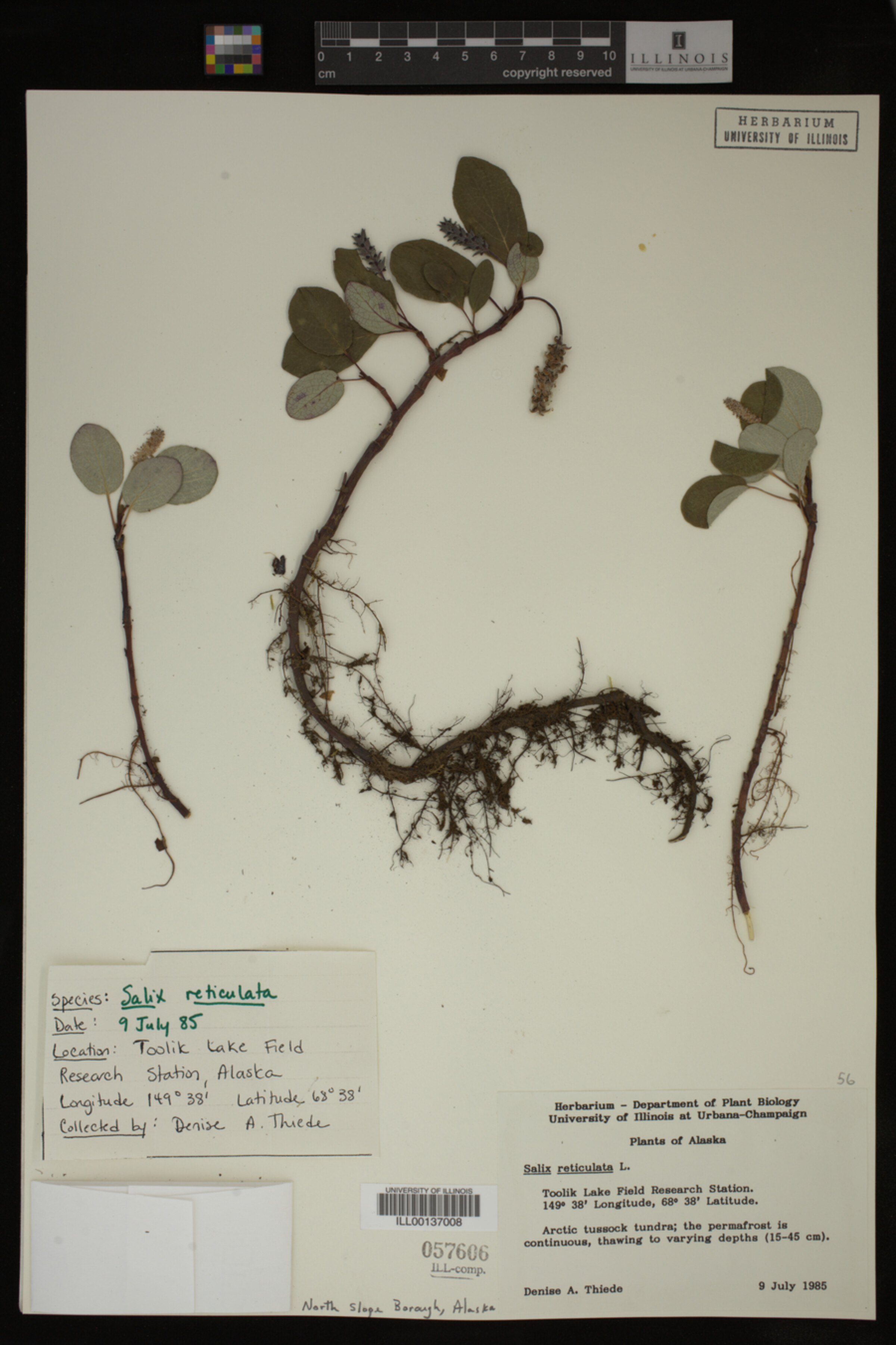 Salix reticulata image