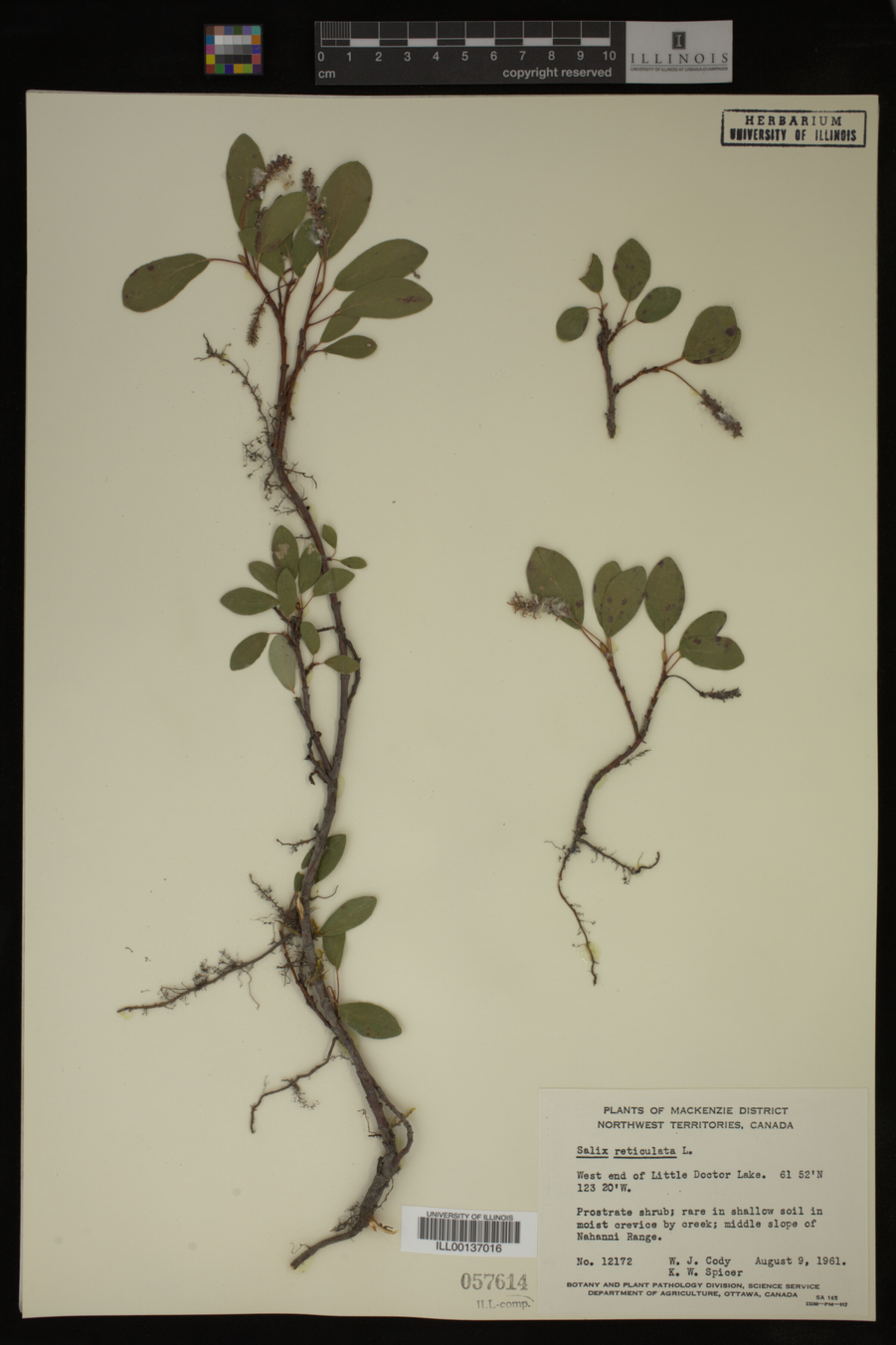 Salix reticulata image