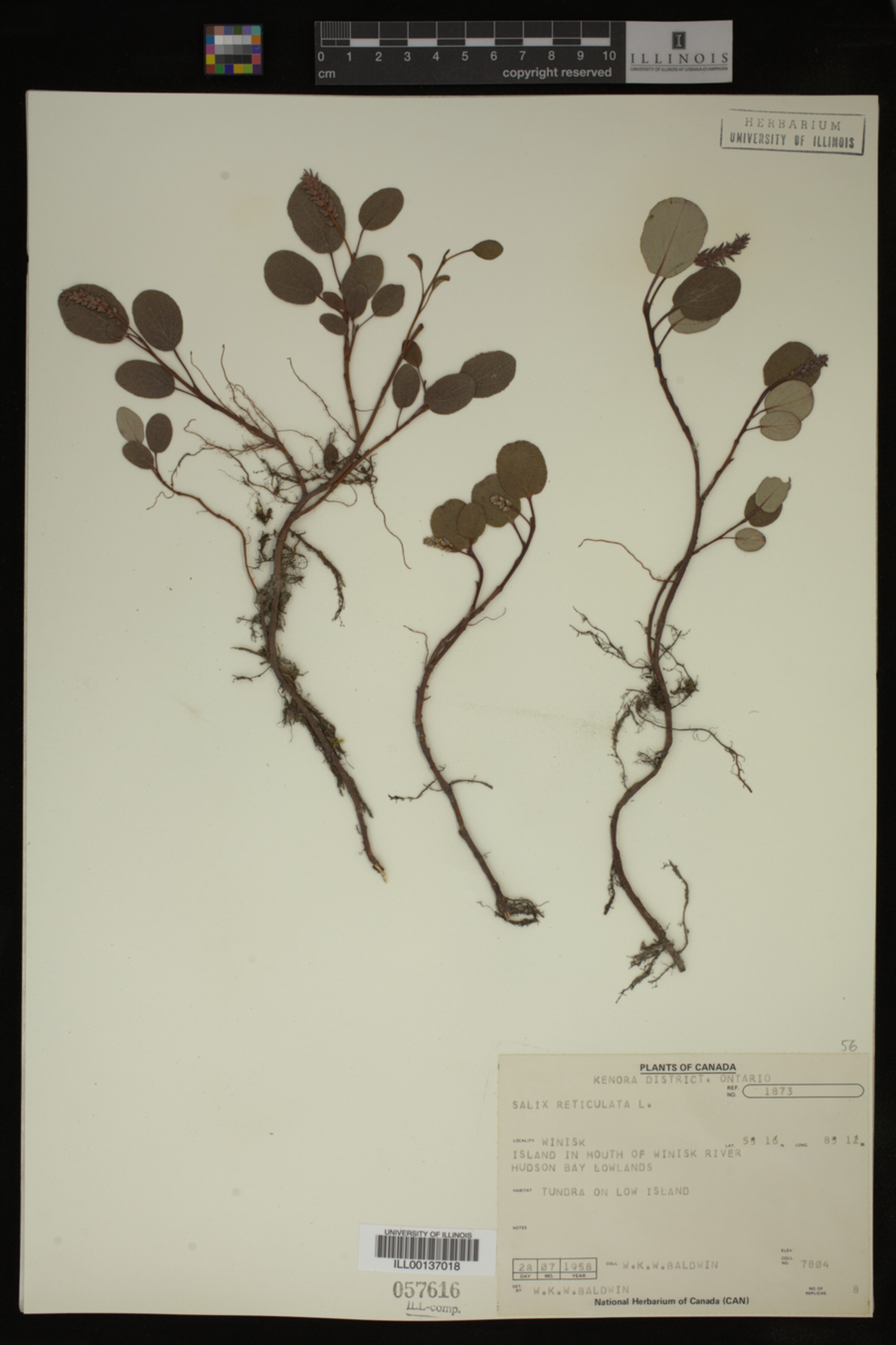 Salix reticulata image