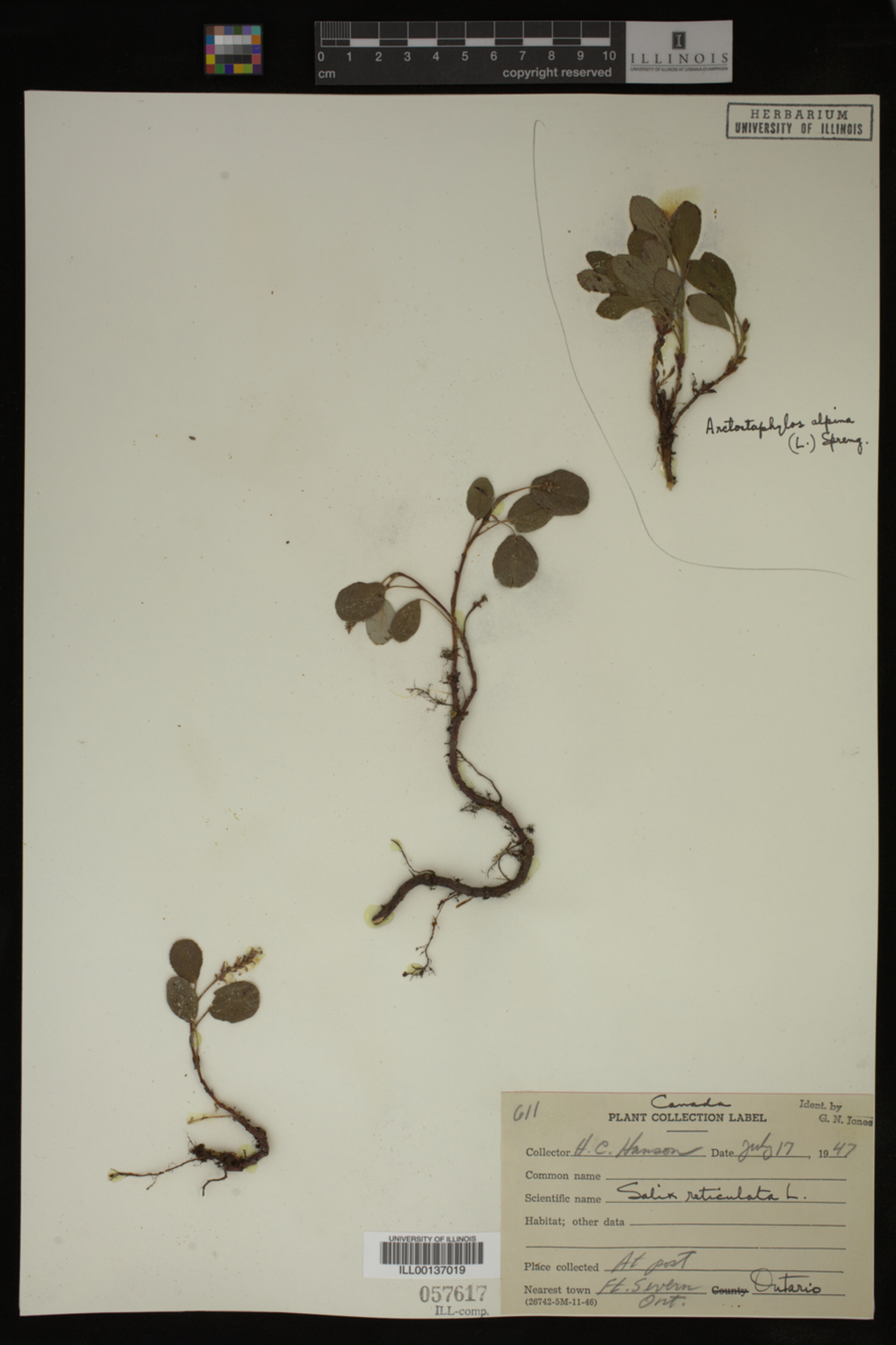 Salix reticulata image
