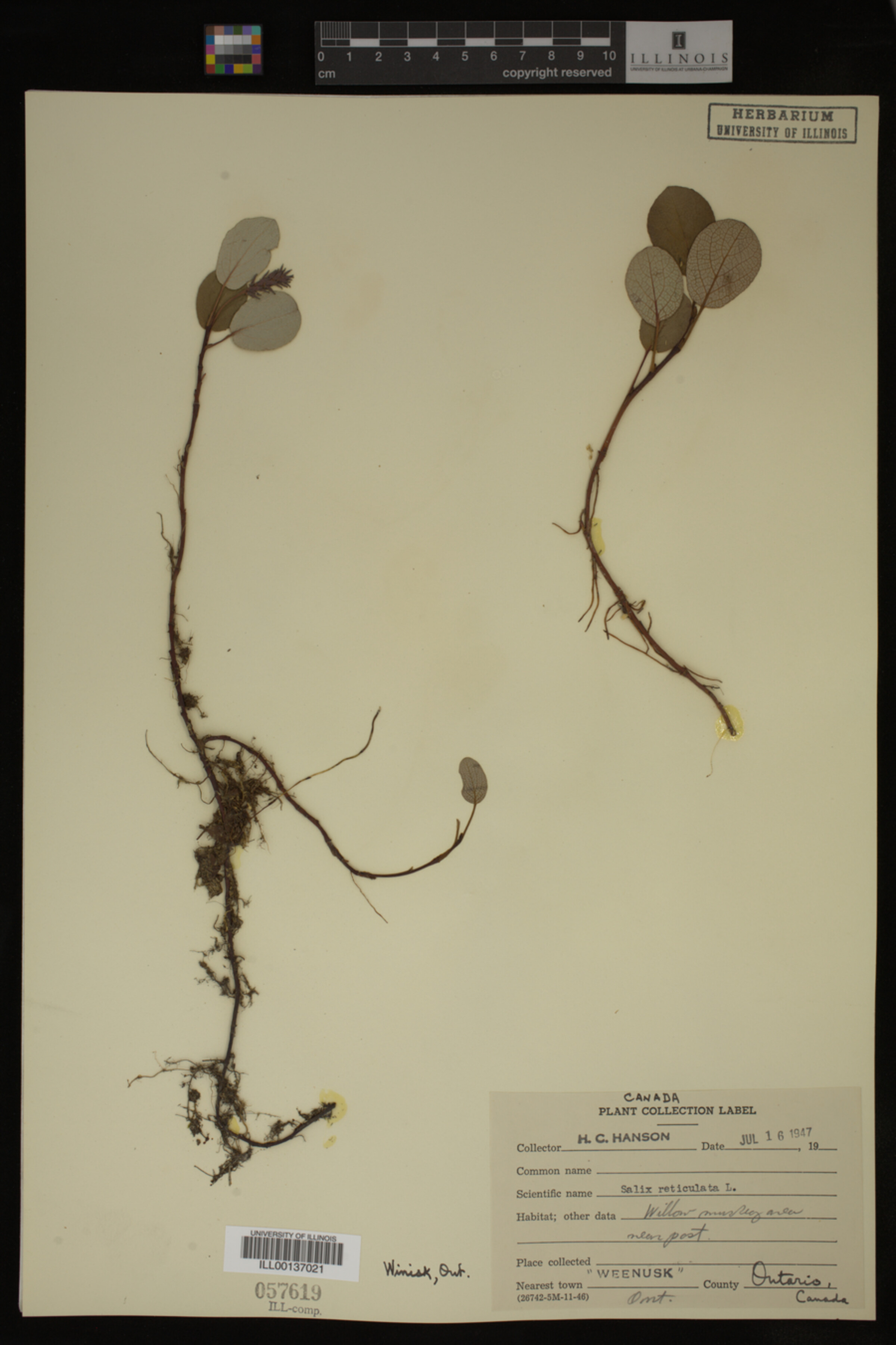 Salix reticulata image