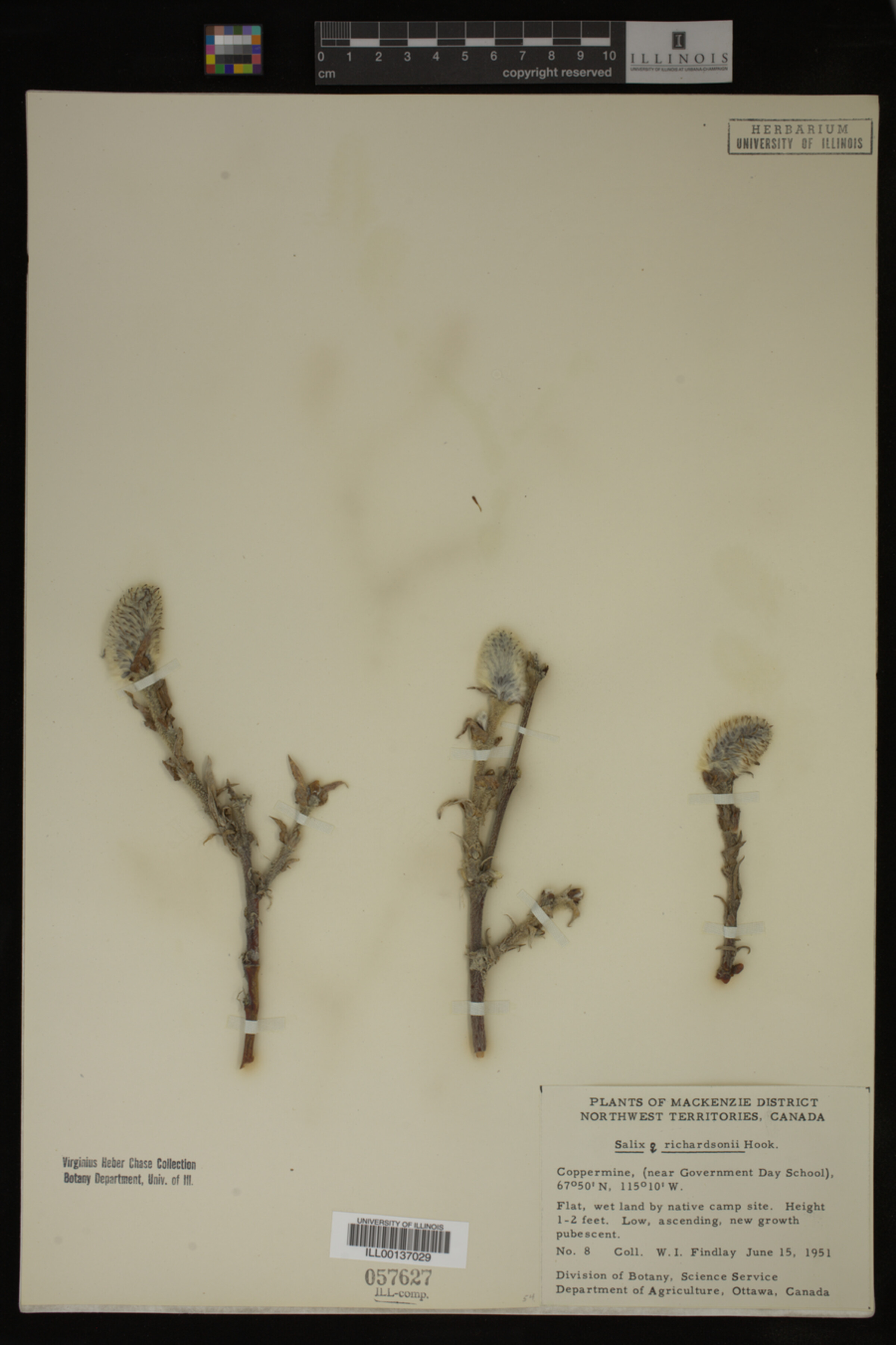 Salix richardsonii image