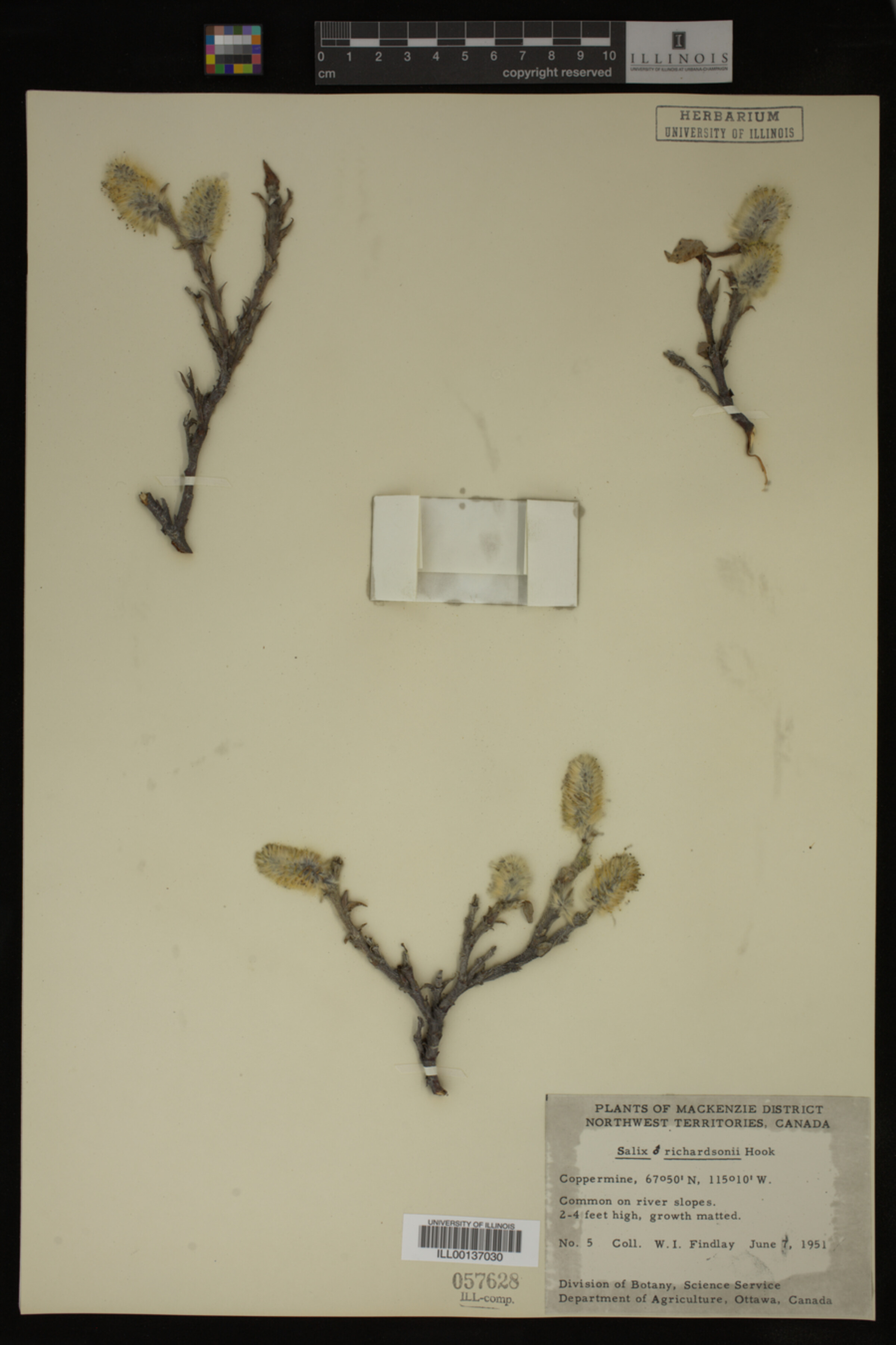 Salix richardsonii image