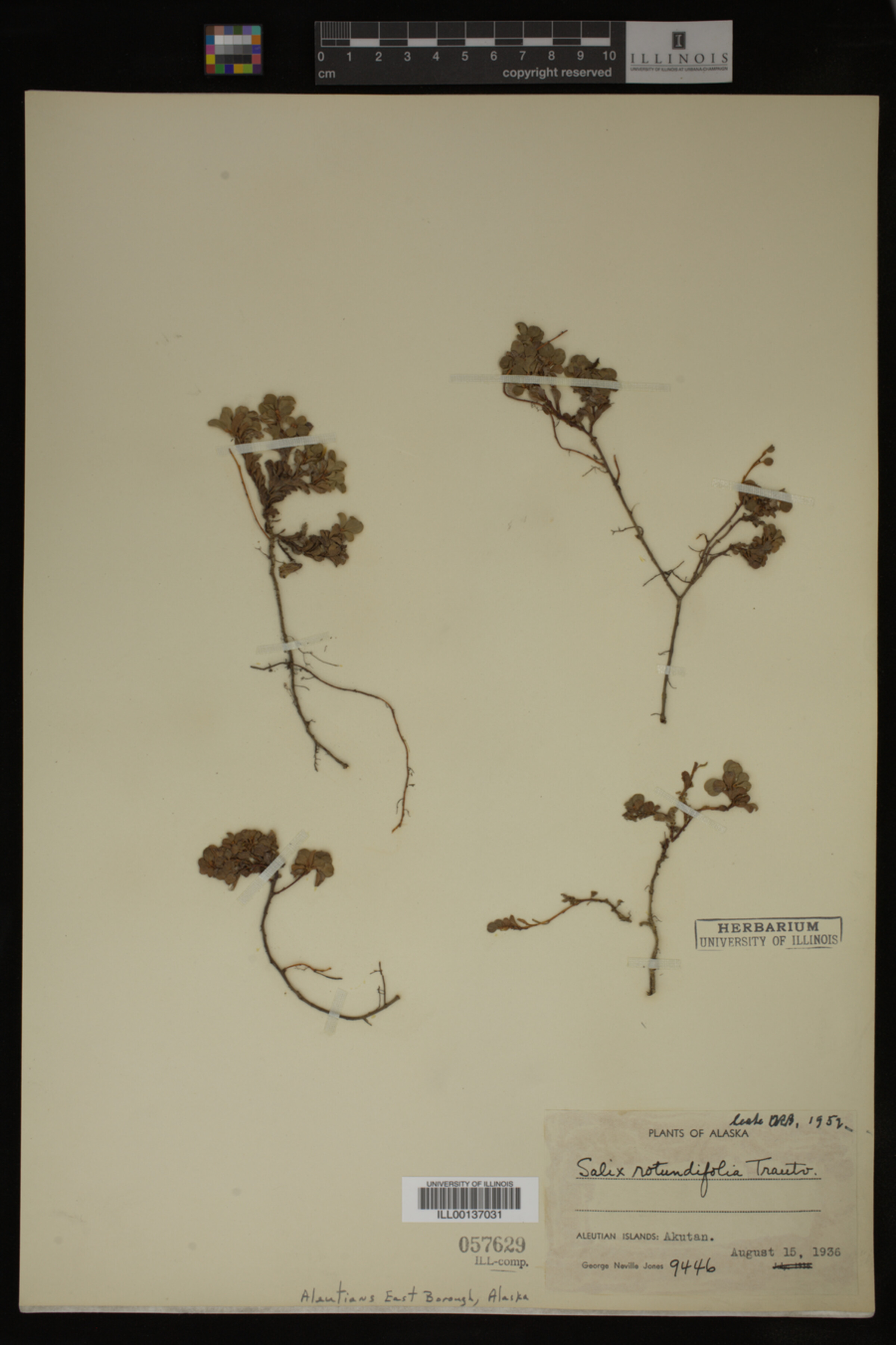 Salix rotundifolia image