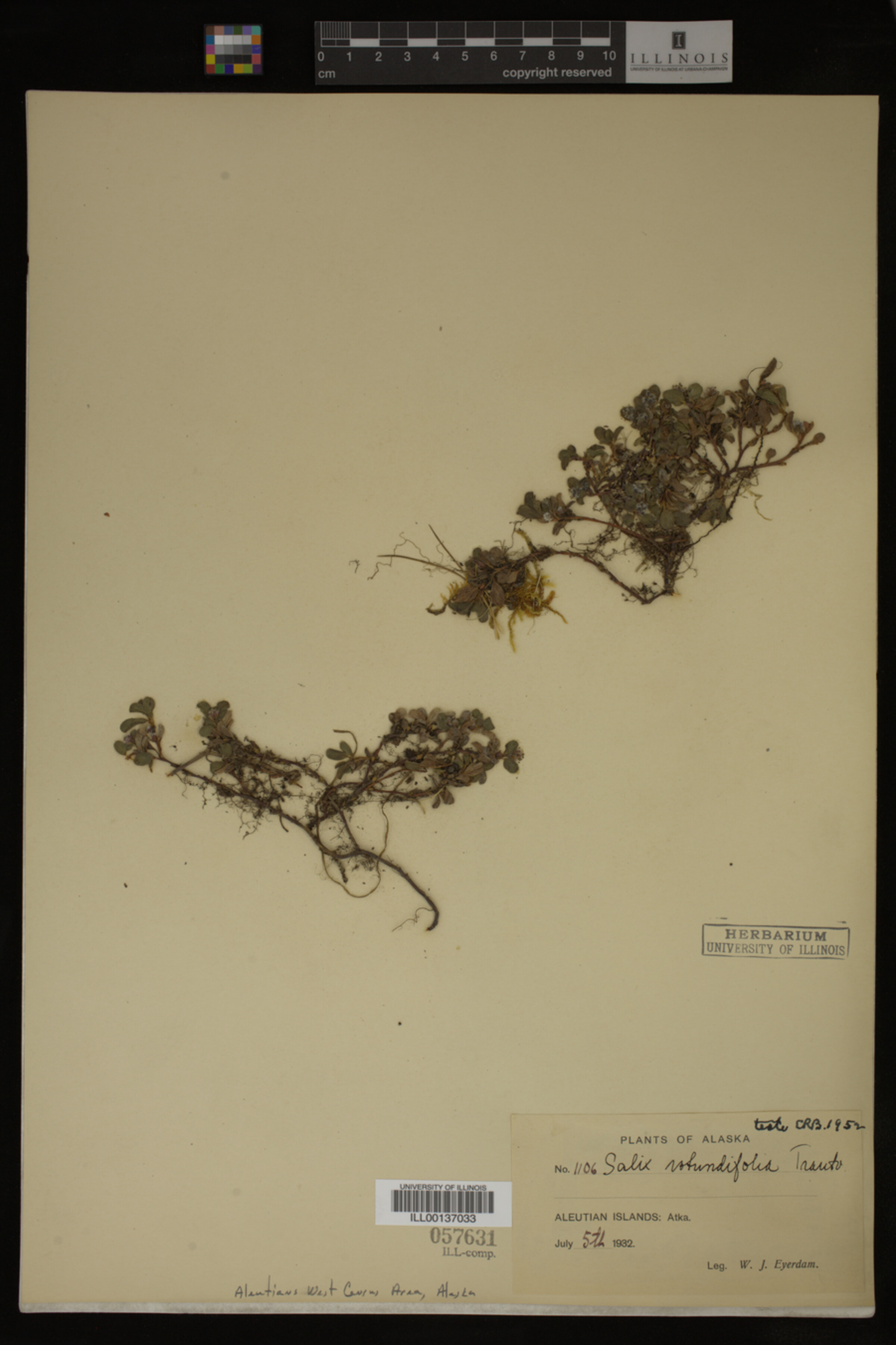 Salix rotundifolia image