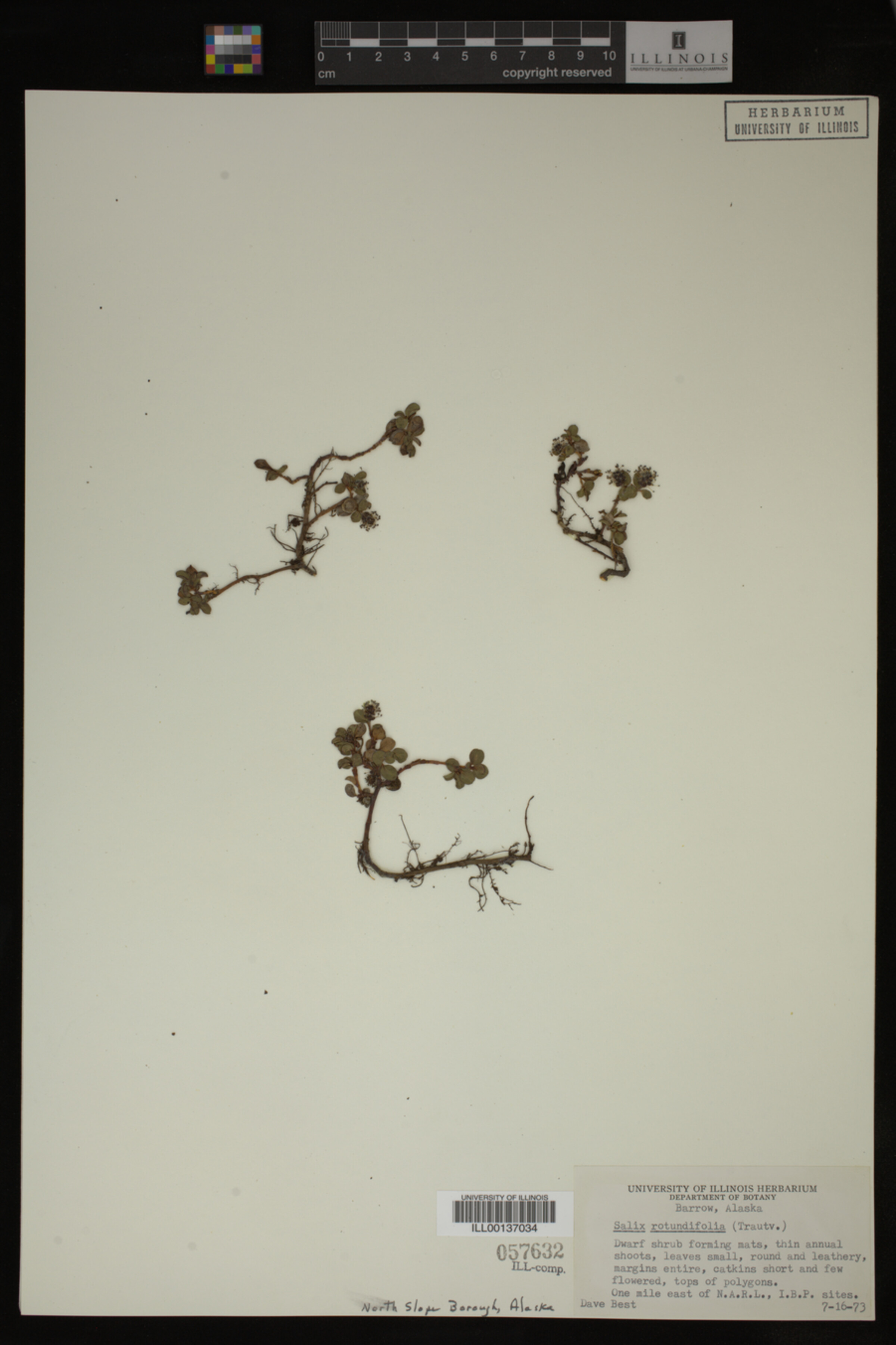 Salix rotundifolia image