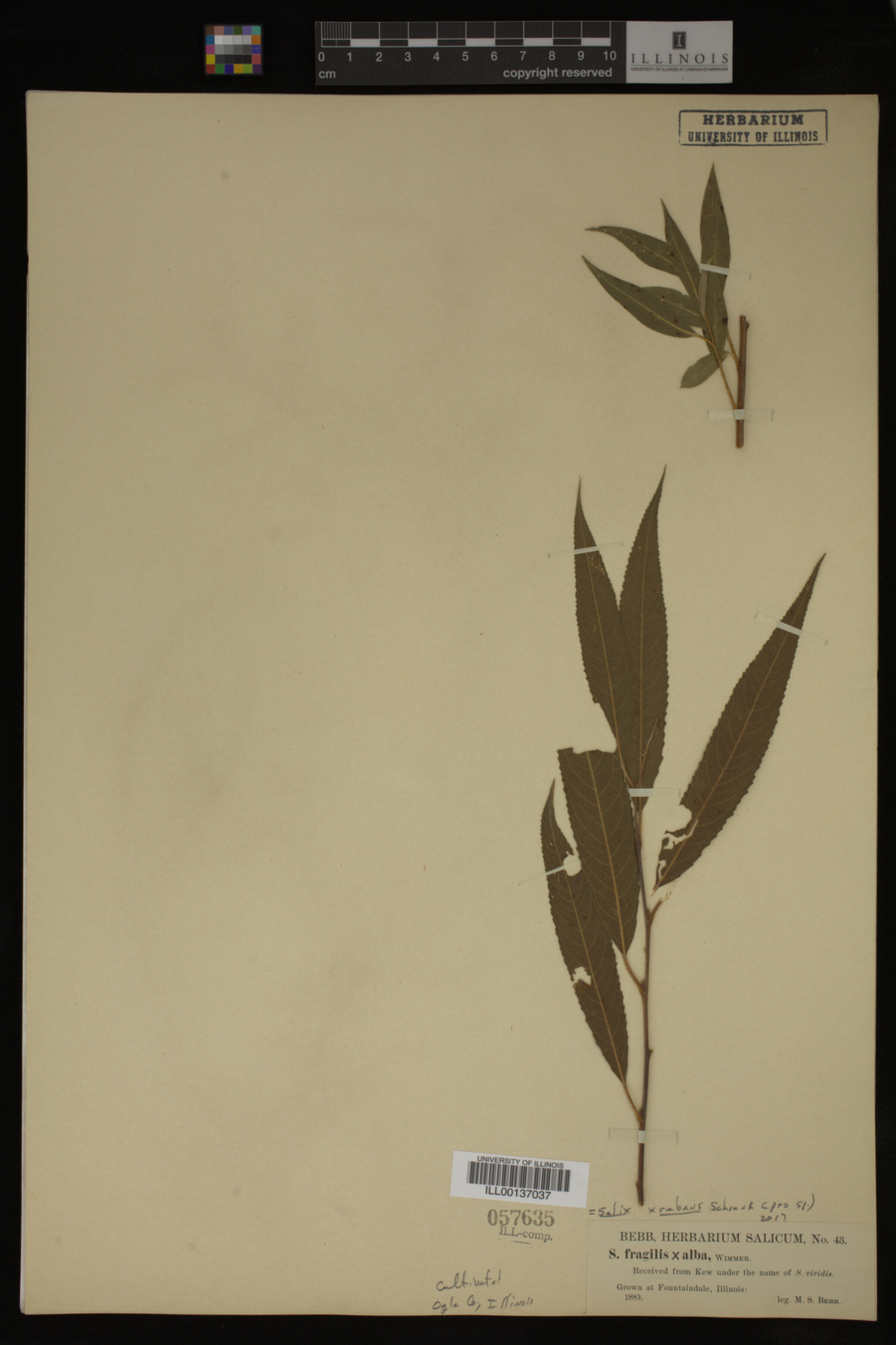 Salix X rubens image