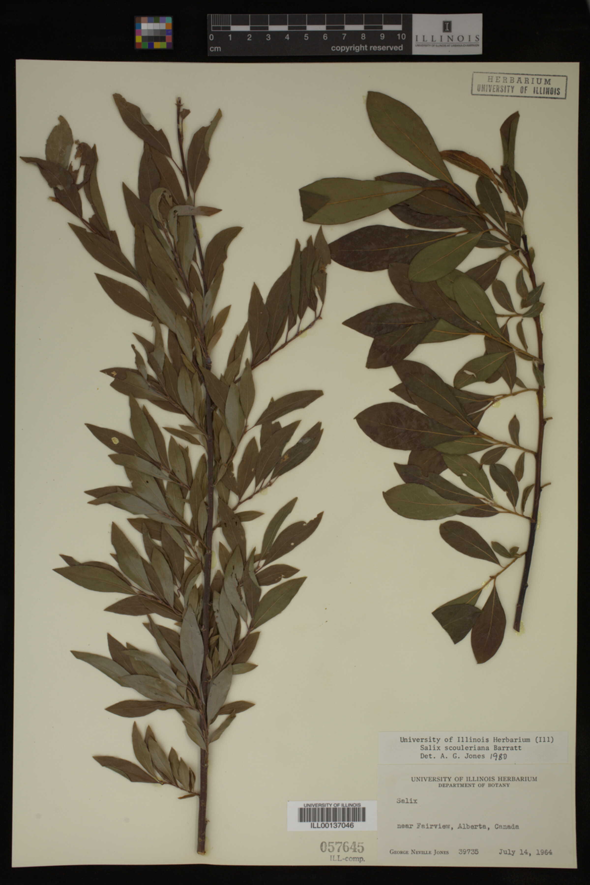 Salix scouleriana image