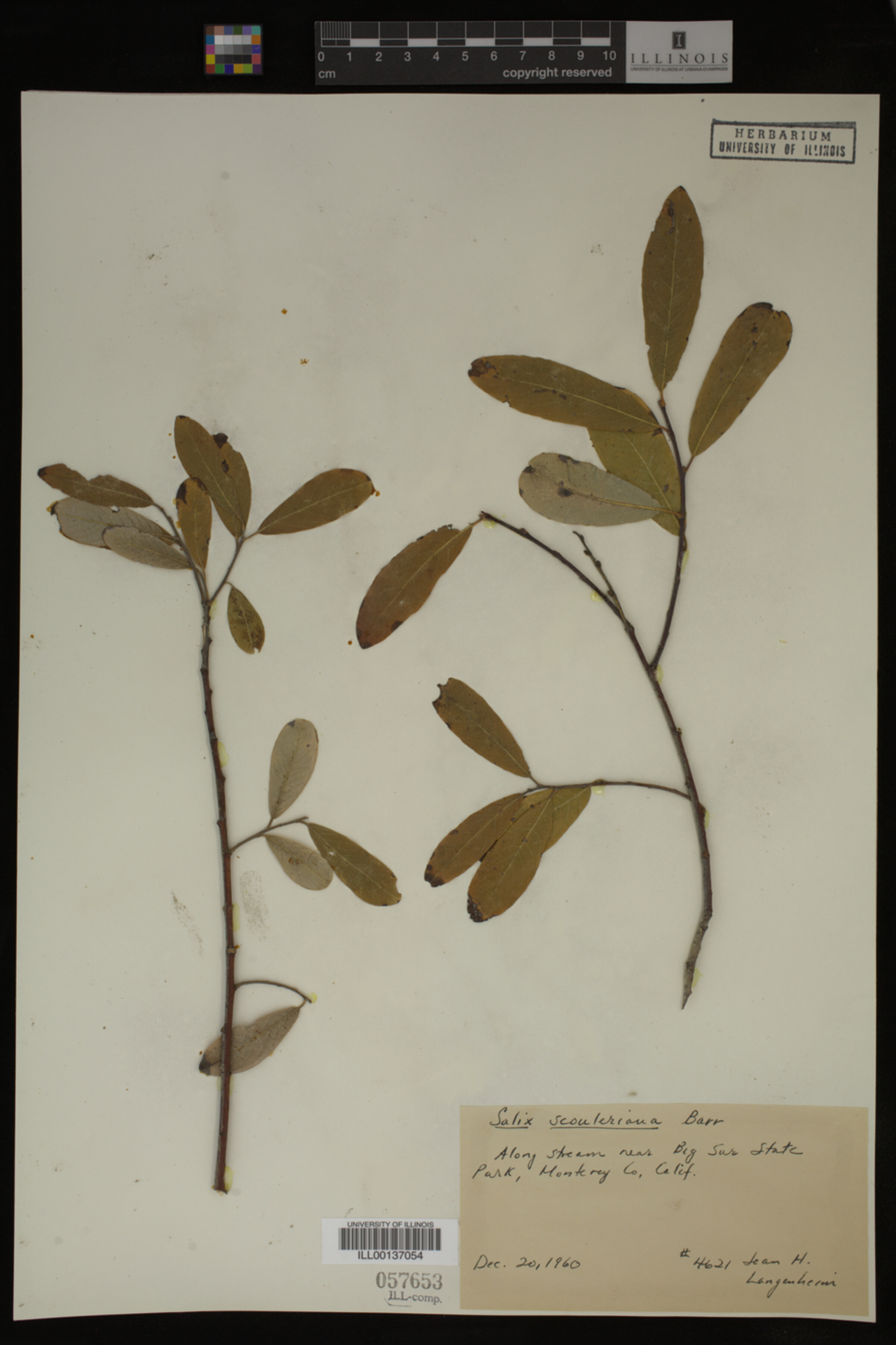 Salix scouleriana image