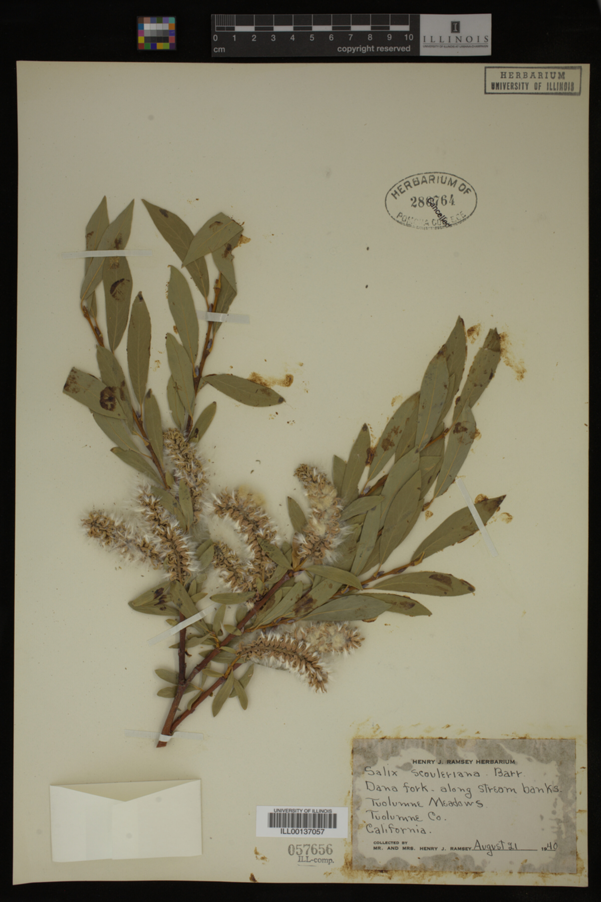 Salix scouleriana image