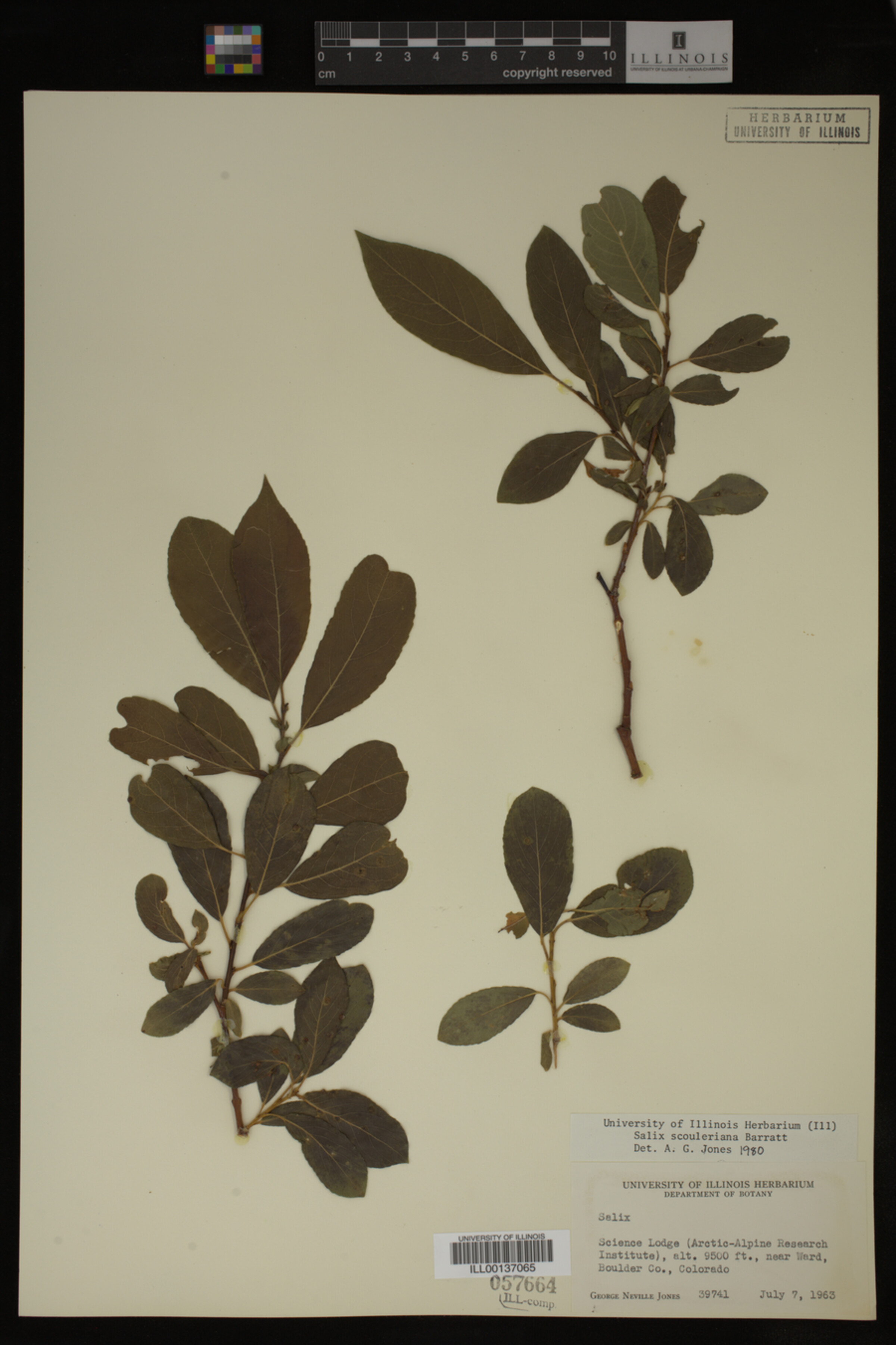 Salix scouleriana image