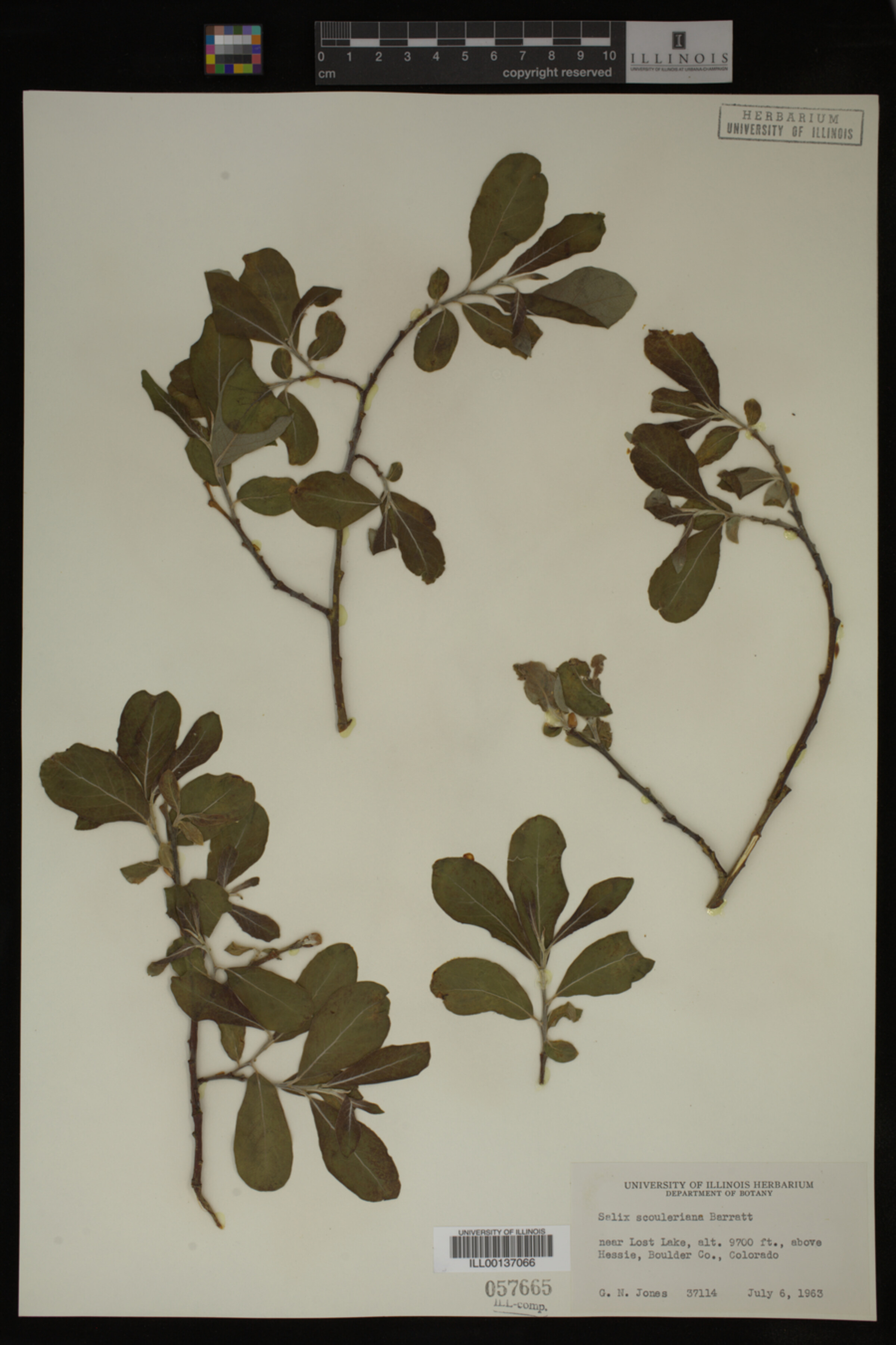 Salix scouleriana image