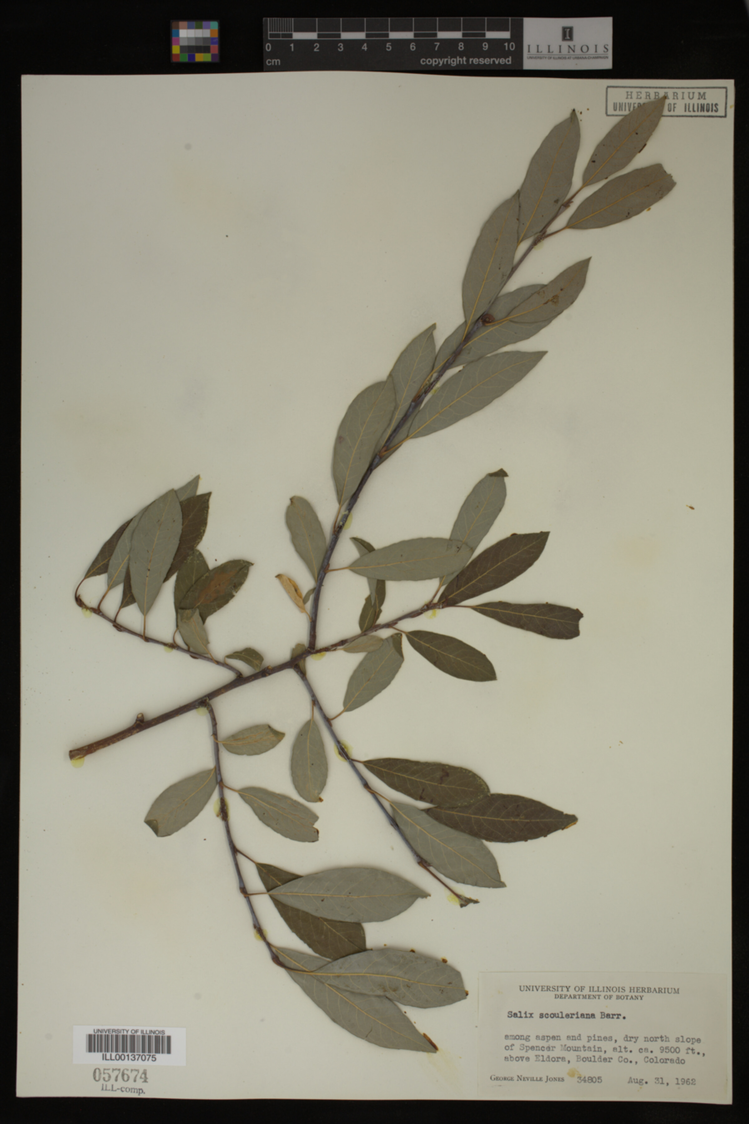 Salix scouleriana image