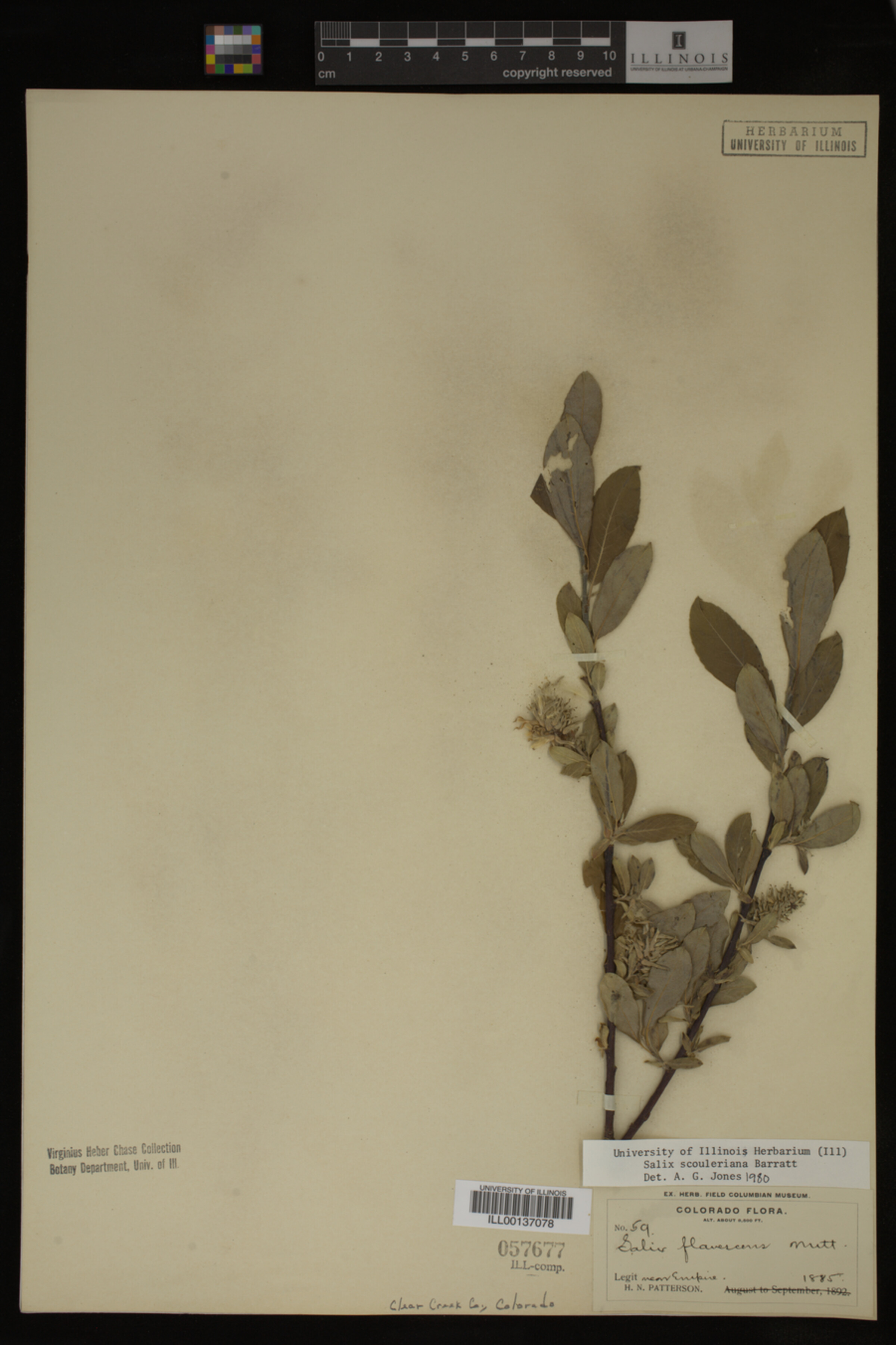 Salix scouleriana image